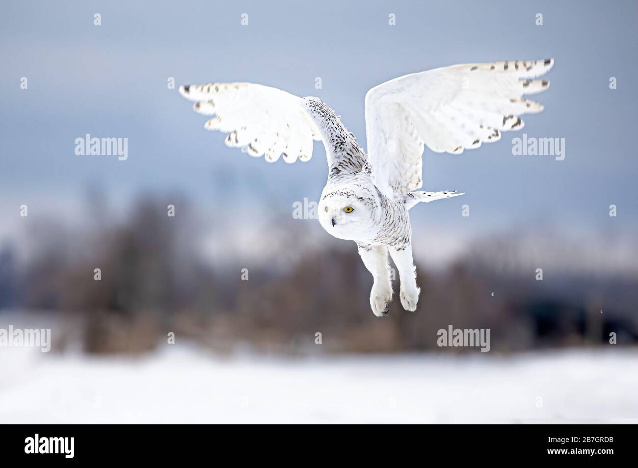 Gufo nevoso (bubo scandiacus) in volo a caccia di uno stagno coperto di ghiaccio a Ottawa, Canada Foto Stock