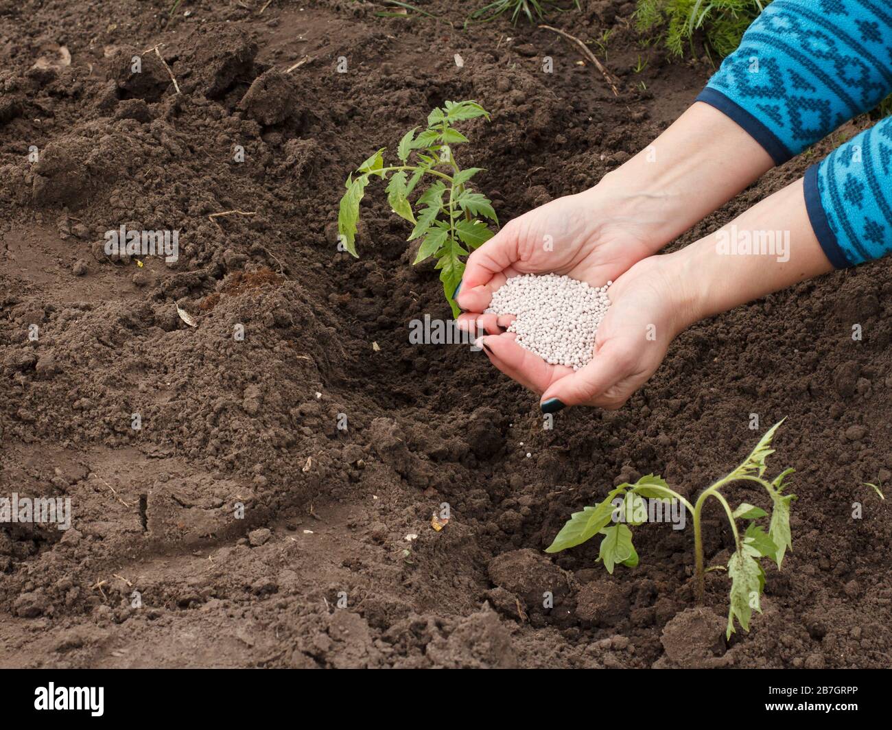 L'agricoltore è dare fertilizzante chimico a giovani pianta di pomodoro che cresce in giardino. Foto Stock