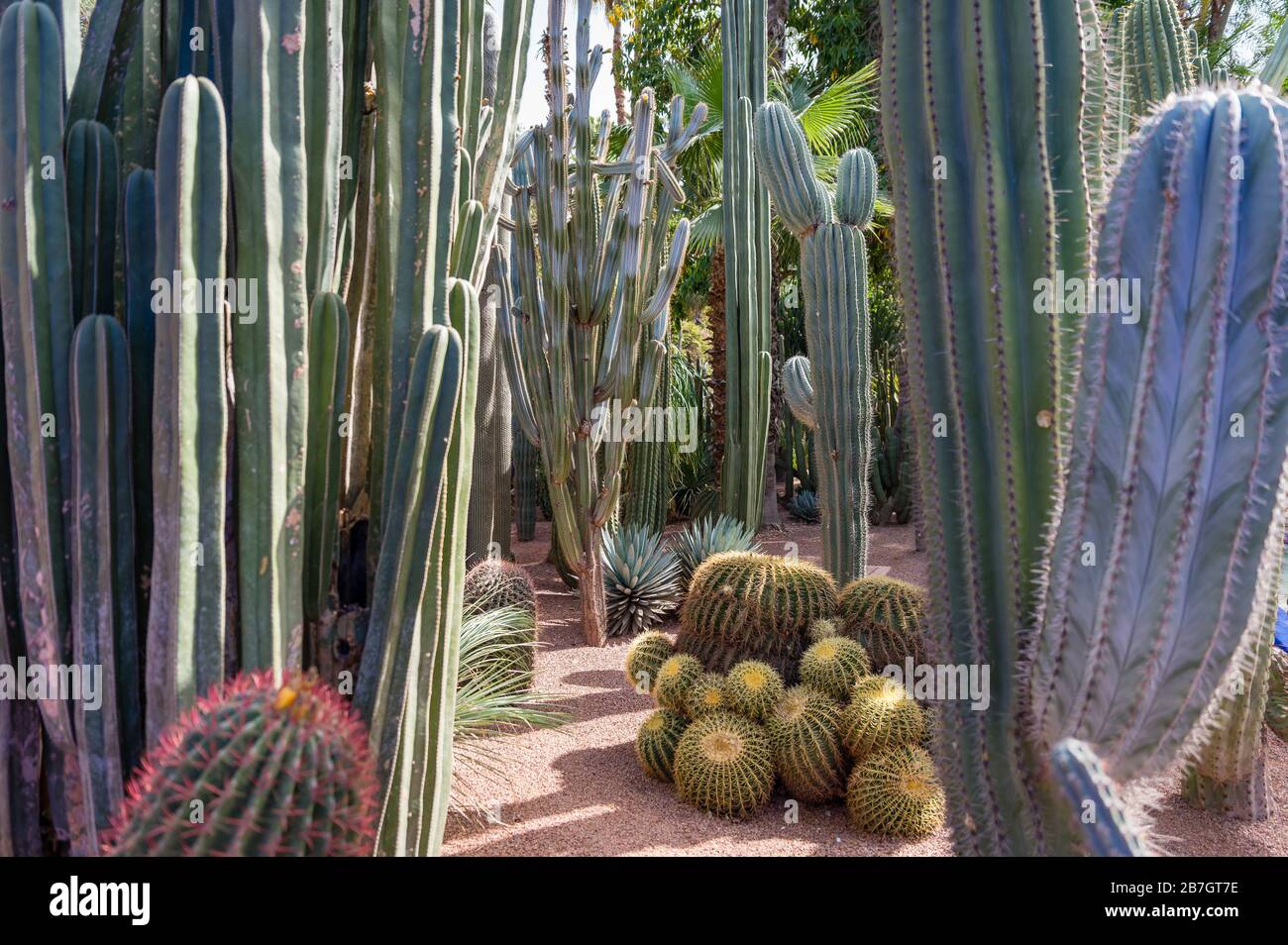 Jardin Majorelle a Marrakesh. Marocco Foto Stock
