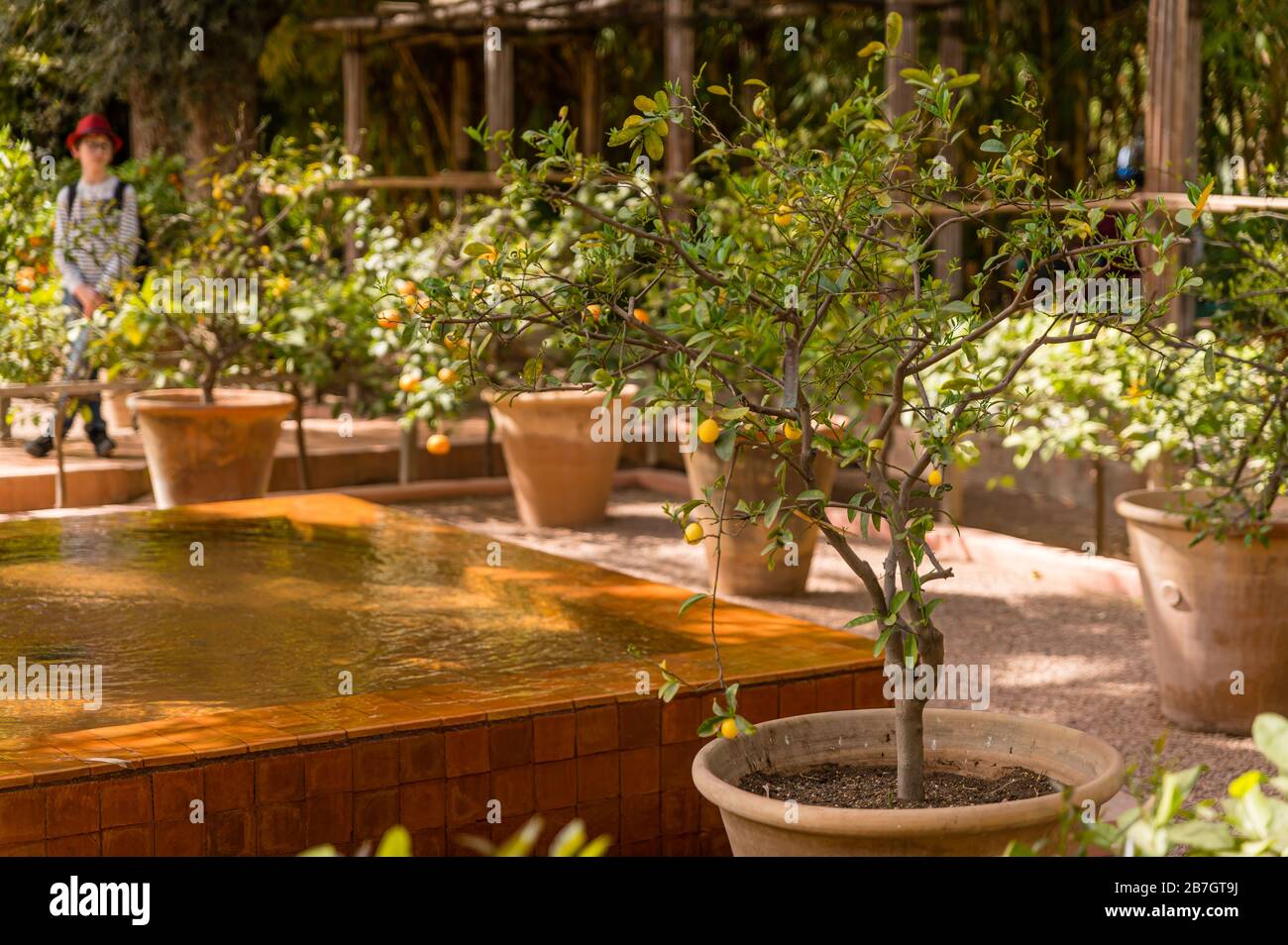 Jardin Majorelle a Marrakesh. Marocco Foto Stock