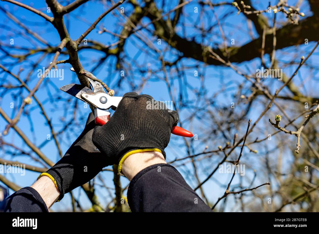 uomo che va giardinaggio potando alberi da frutto con cesoie potatura primaverile lavoro giardino Foto Stock