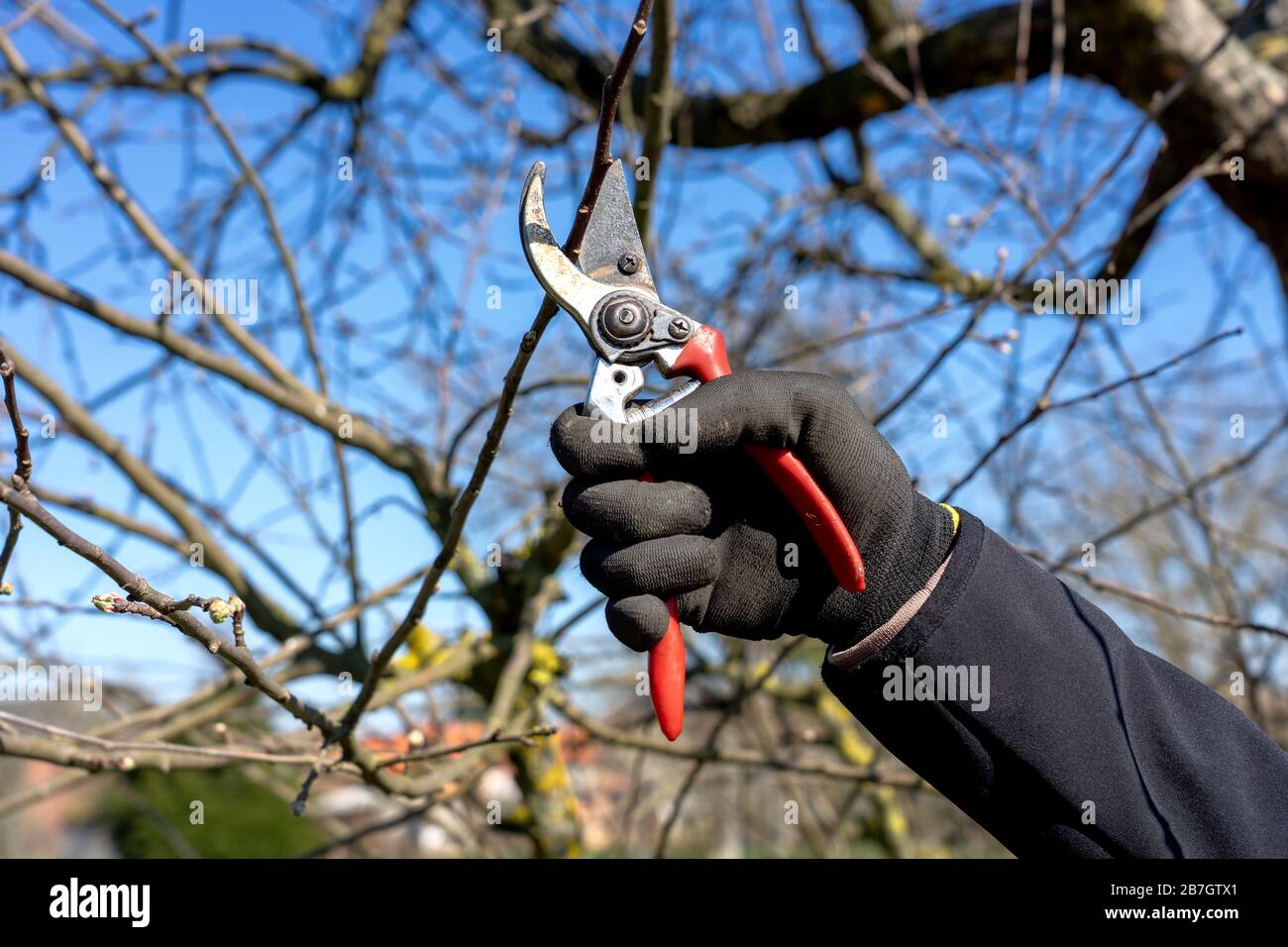 uomo che va giardinaggio potando alberi da frutto con cesoie potatura primaverile lavoro giardino Foto Stock