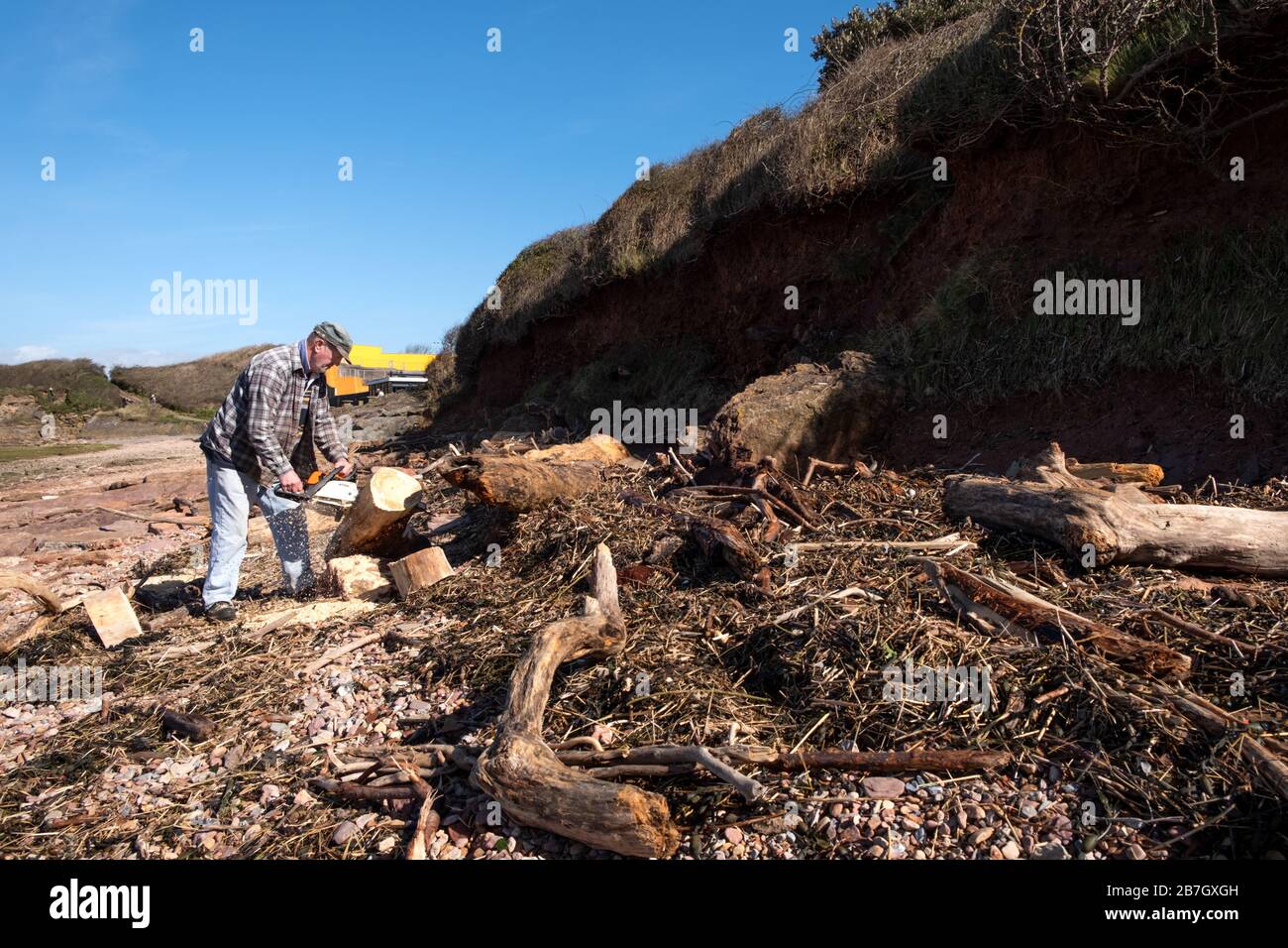 Un opportunista che usa una sega a catena per vedere un tronco di albero lavato su una spiaggia. Il legno sta tagliando in un formato gestibile per trasportare via per legno di fuoco. Foto Stock