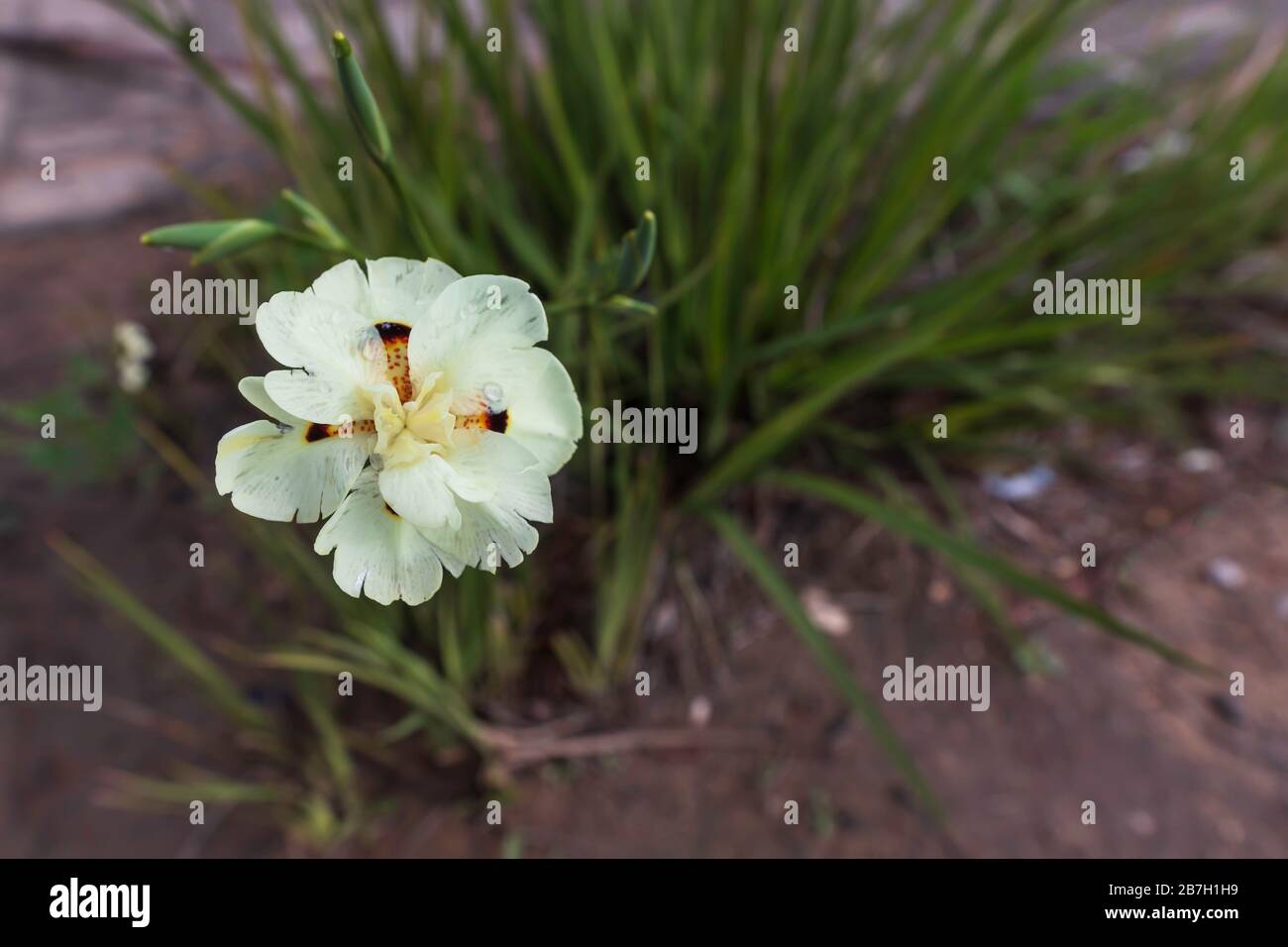 Vista dall'alto su una testa di Dietes fiore bicolore con gocce di rugiada su petali primo piano Foto Stock