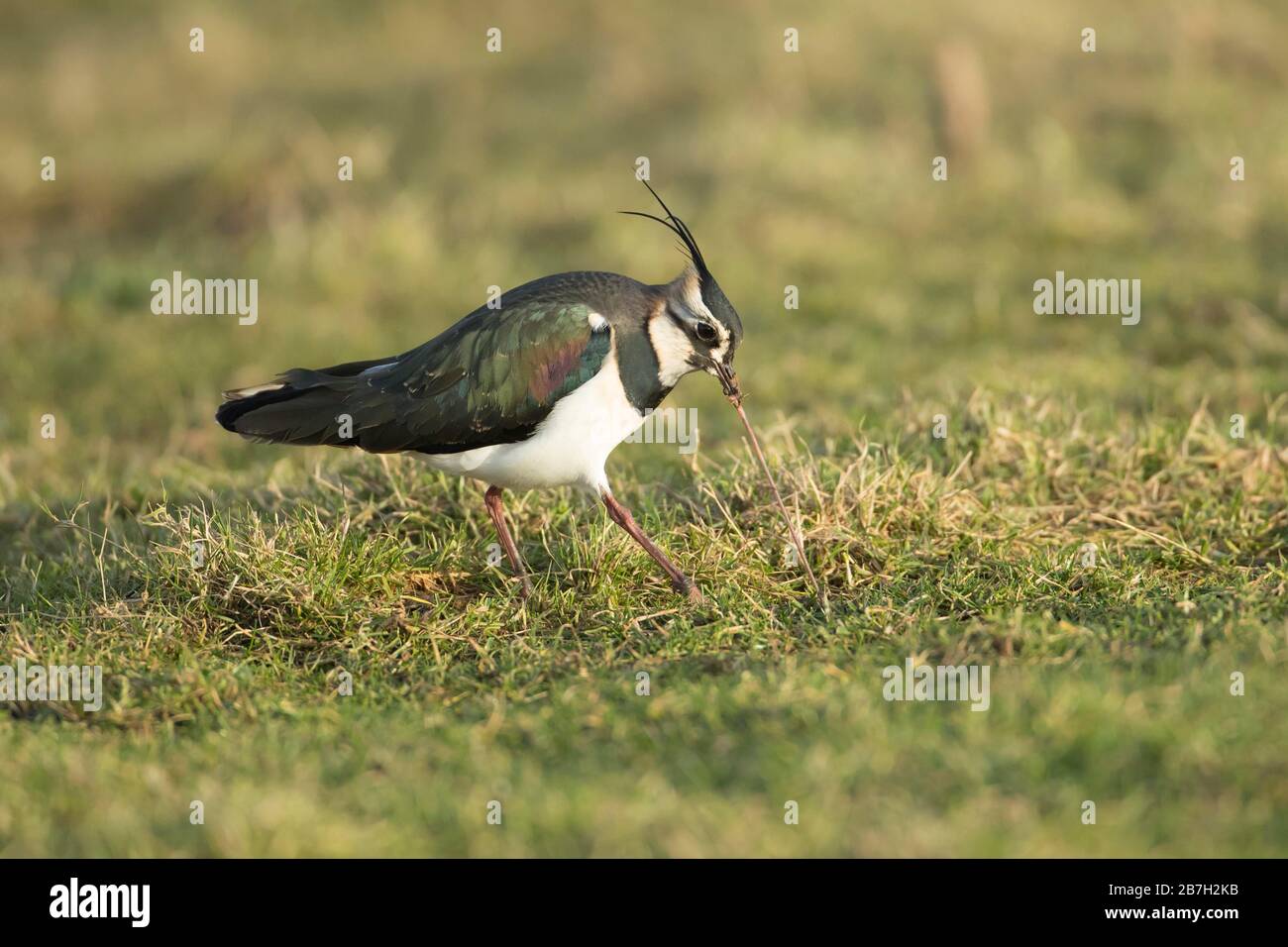 Lappatura (Vanellus vanellus) uccello adulto che tira un verme dal suolo, Lincolnshire, Inghilterra, Regno Unito Foto Stock
