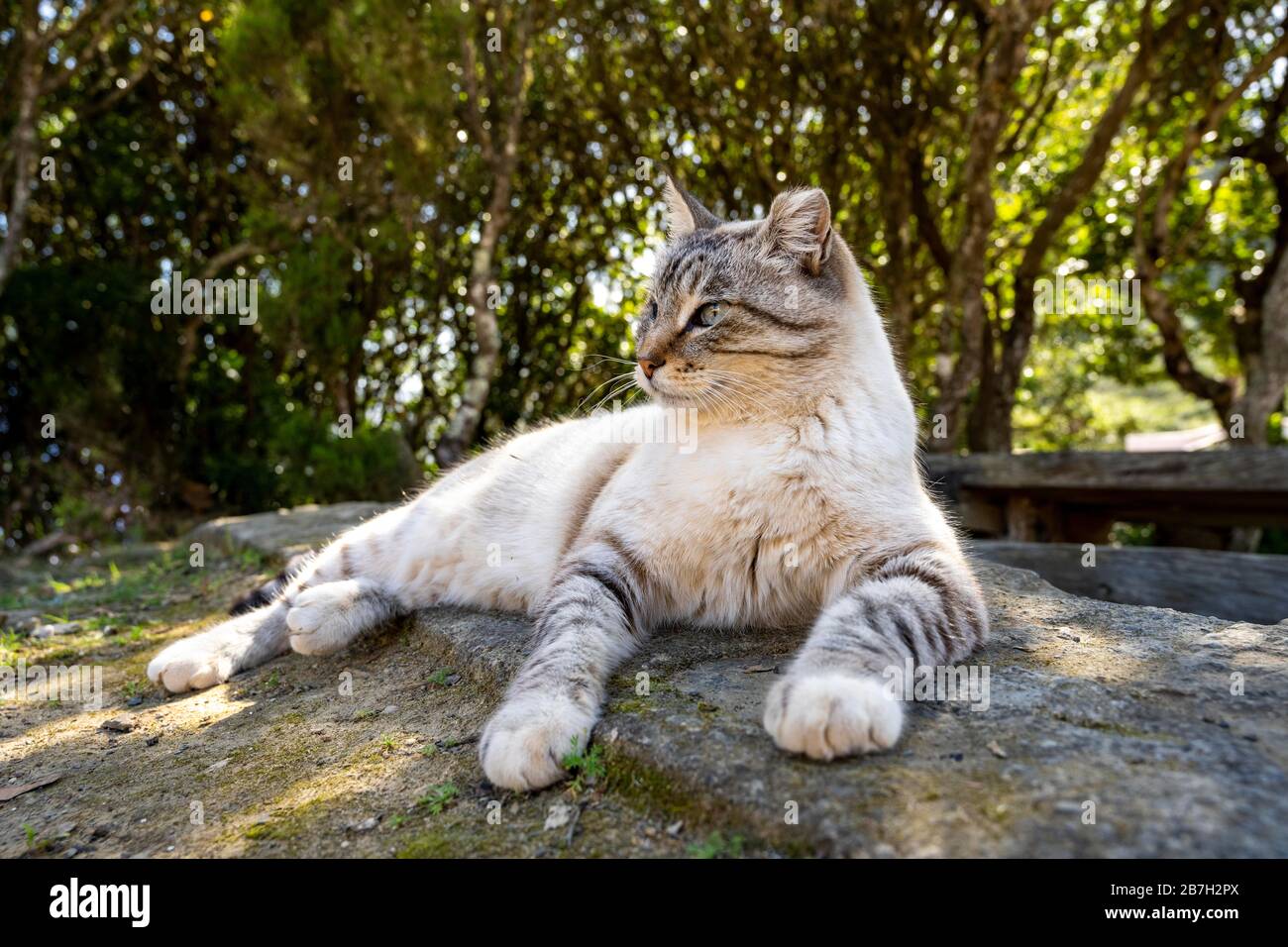 Gatto rilassato in un luogo di riposo dietro la cappella Ermita Santa Clara vicino Vallehermoso, la Gomera, Isole Canarie, Spagna Foto Stock