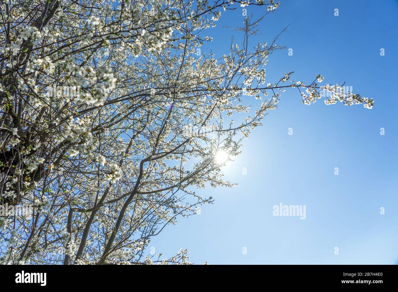 fiore di albero di pesca bianco su cielo blu primavera concetto Foto Stock