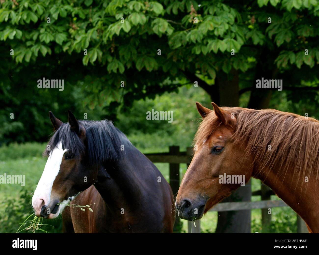 Una testa di due cavalli pesanti in un paddock estivo. Foto Stock