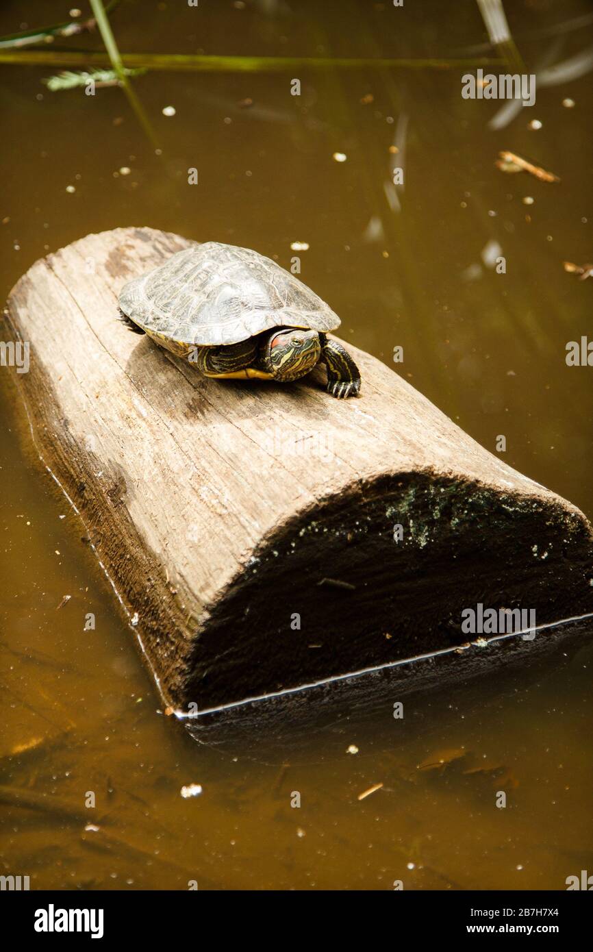 Tartaruga su Log in Pond Foto Stock