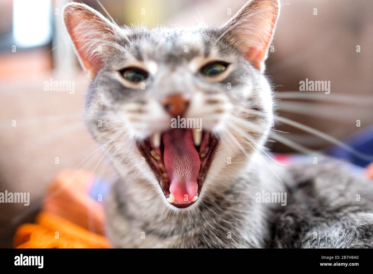 Il gatto sta yawning. Gatto domestico sul divano. Giorno luminoso, immagine a colori, nessuna gente Foto Stock