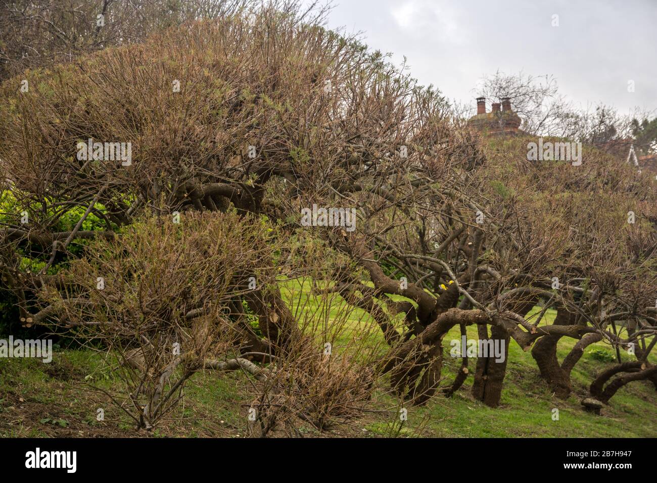 parco, relax, albero Foto Stock