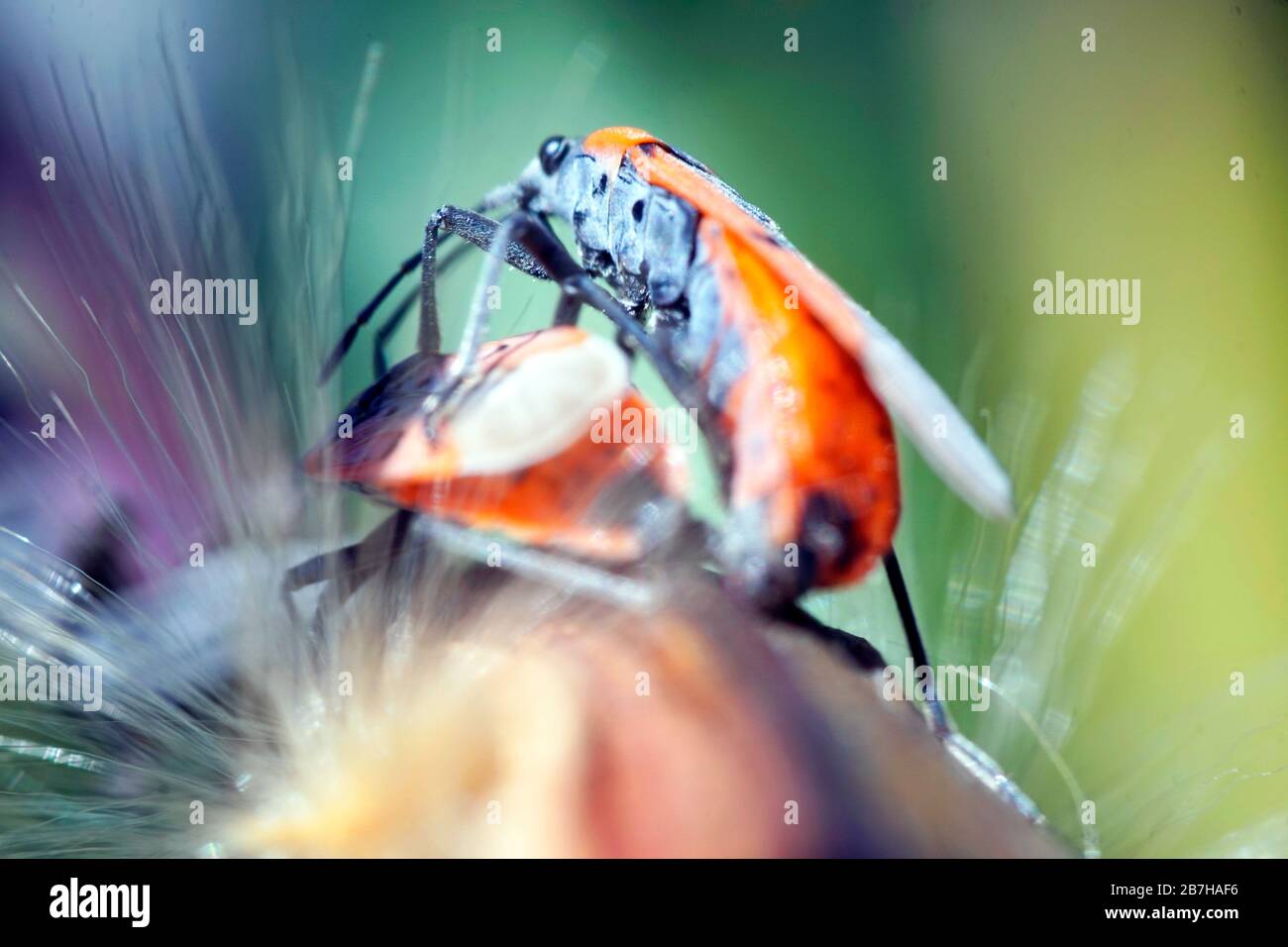 European firebug (Pyrrhocoris apterus) fotografia di closeup estremo. Foto Stock