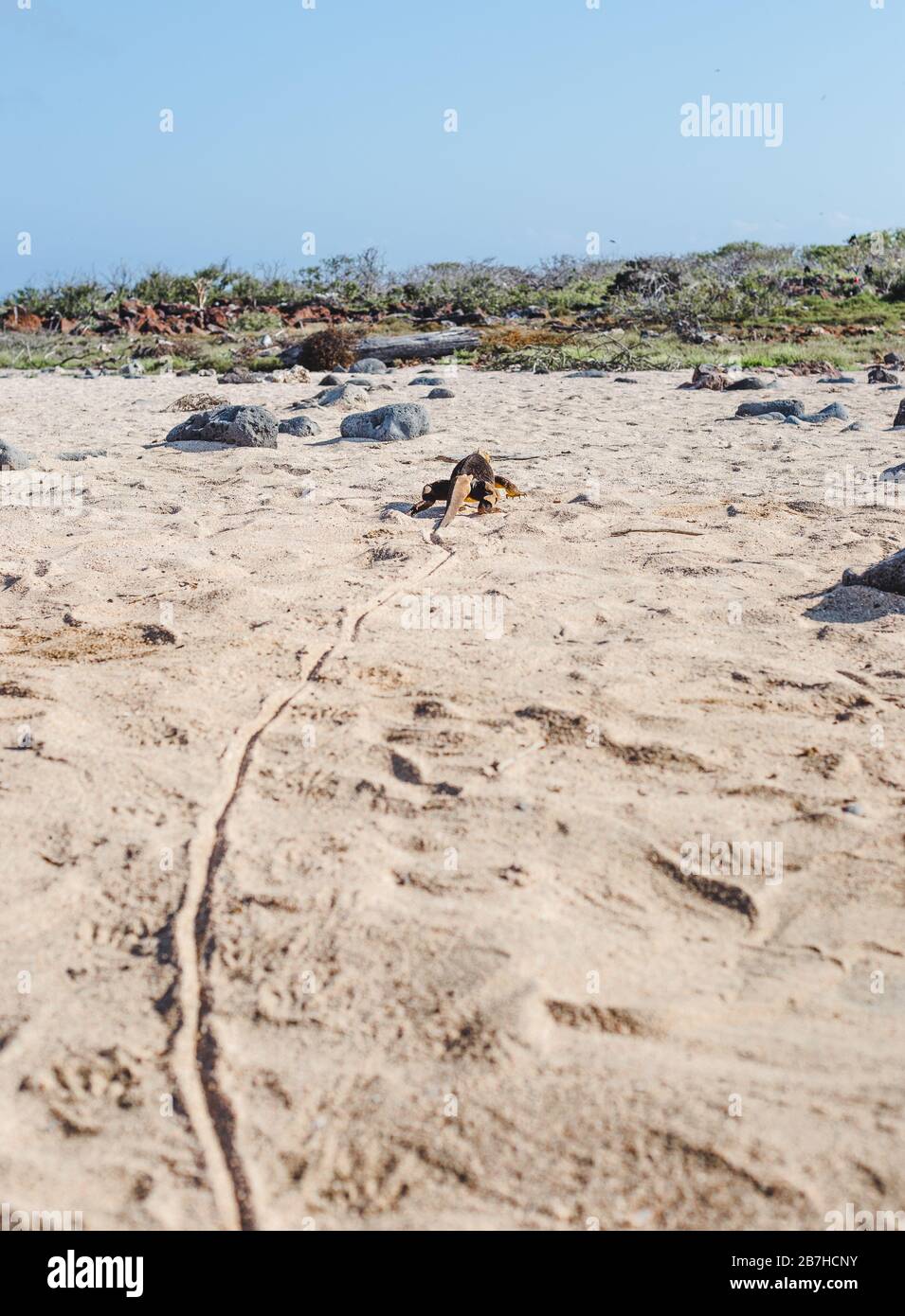 Sentiero nella sabbia conduce a grande iguana trascinando la sua coda attraverso la spiaggia sulle Isole Galapagos, Ecuador Foto Stock