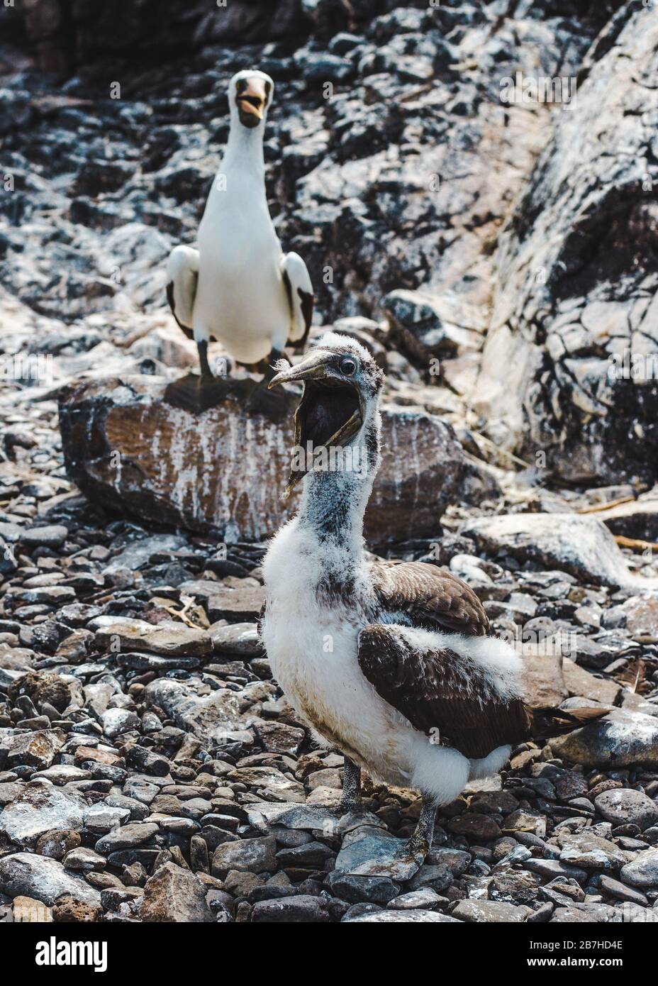 Osservazione degli uccelli, adulti e giovani, Nazca Boobies che si aggirano sulla costa rocciosa delle Isole Galapagos, Ecuador Foto Stock