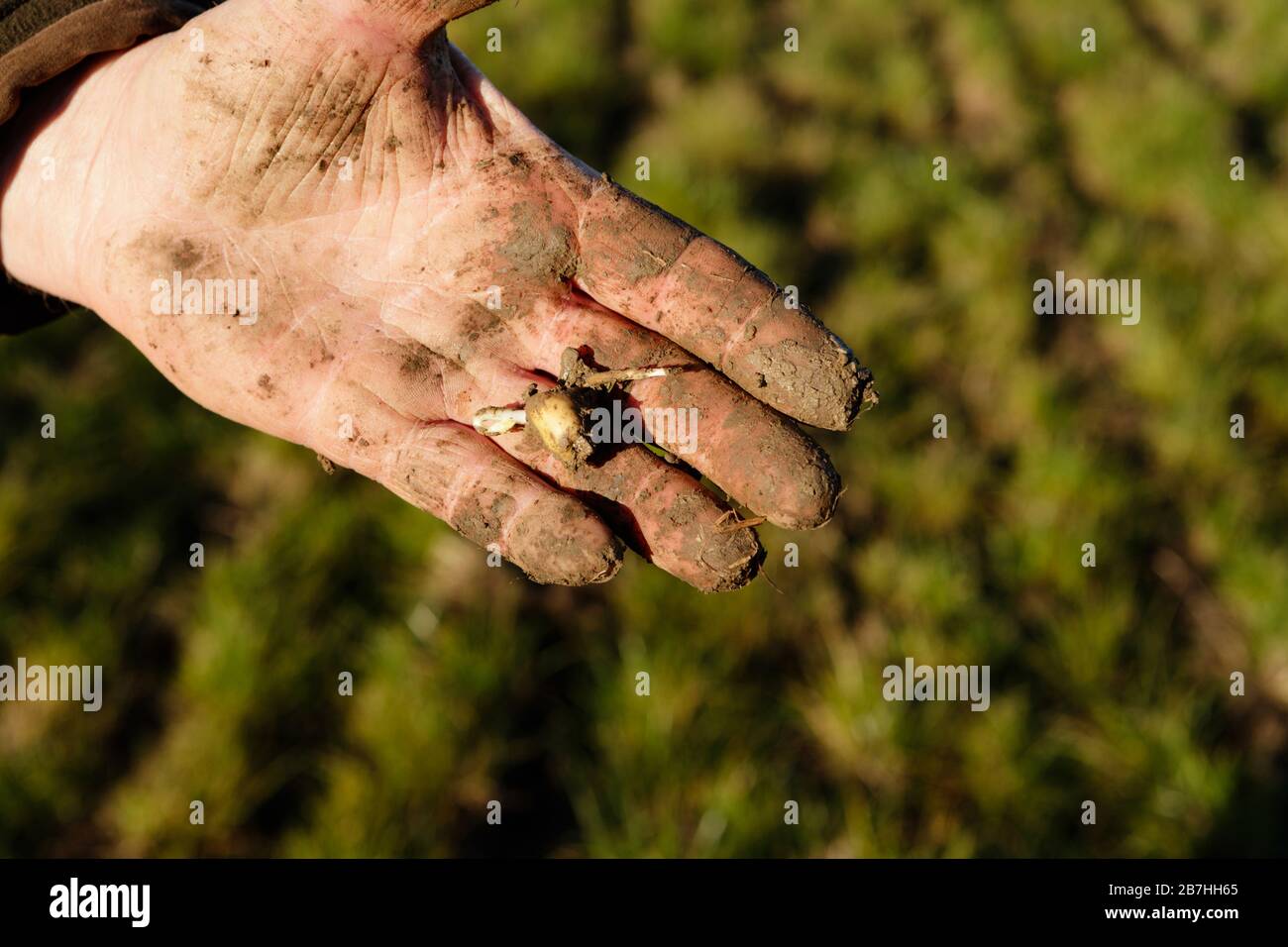 Semi di fagiolo con due settimane di crescita dopo essere stato forato in per segale erba seme raccolto su un campo usando un NO Till system. Unsharpened Foto Stock