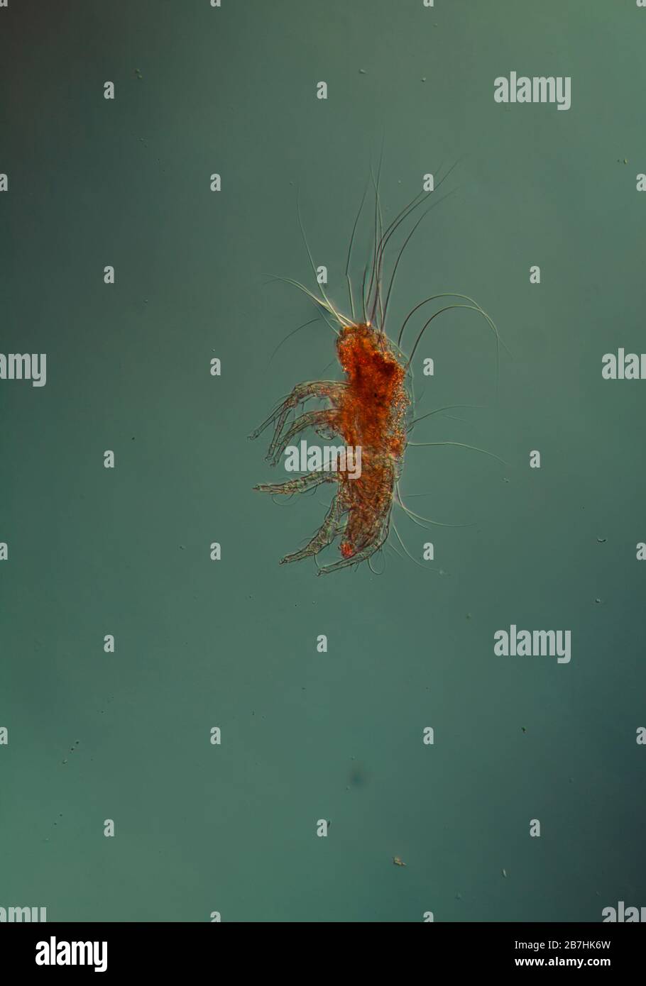 La polvere si acita al microscopio 100x Foto Stock