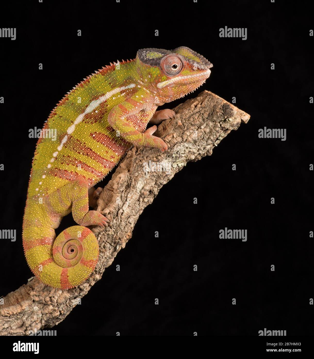 Chameleon Foto Stock