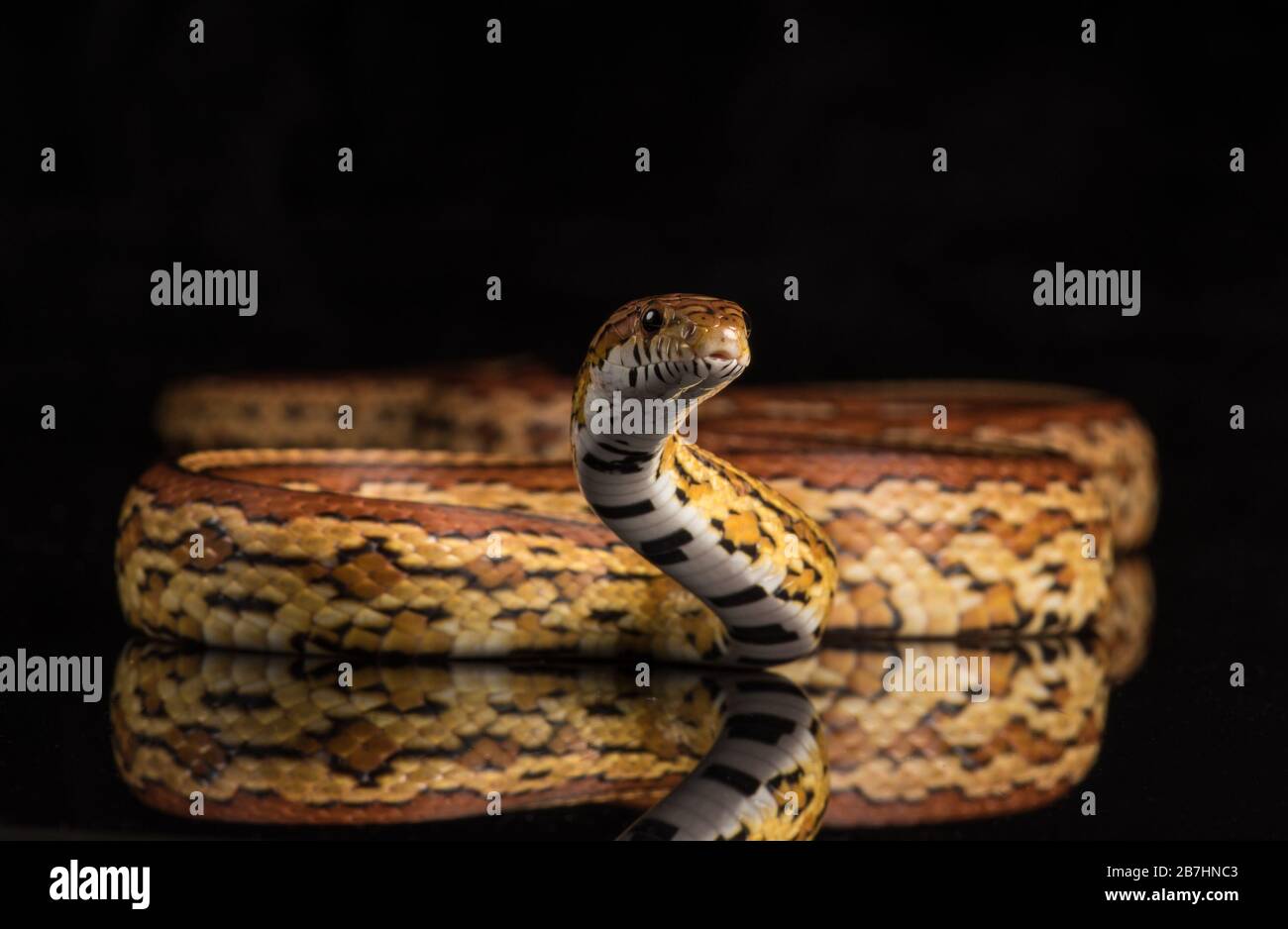 Serpente di giarrettiera Foto Stock