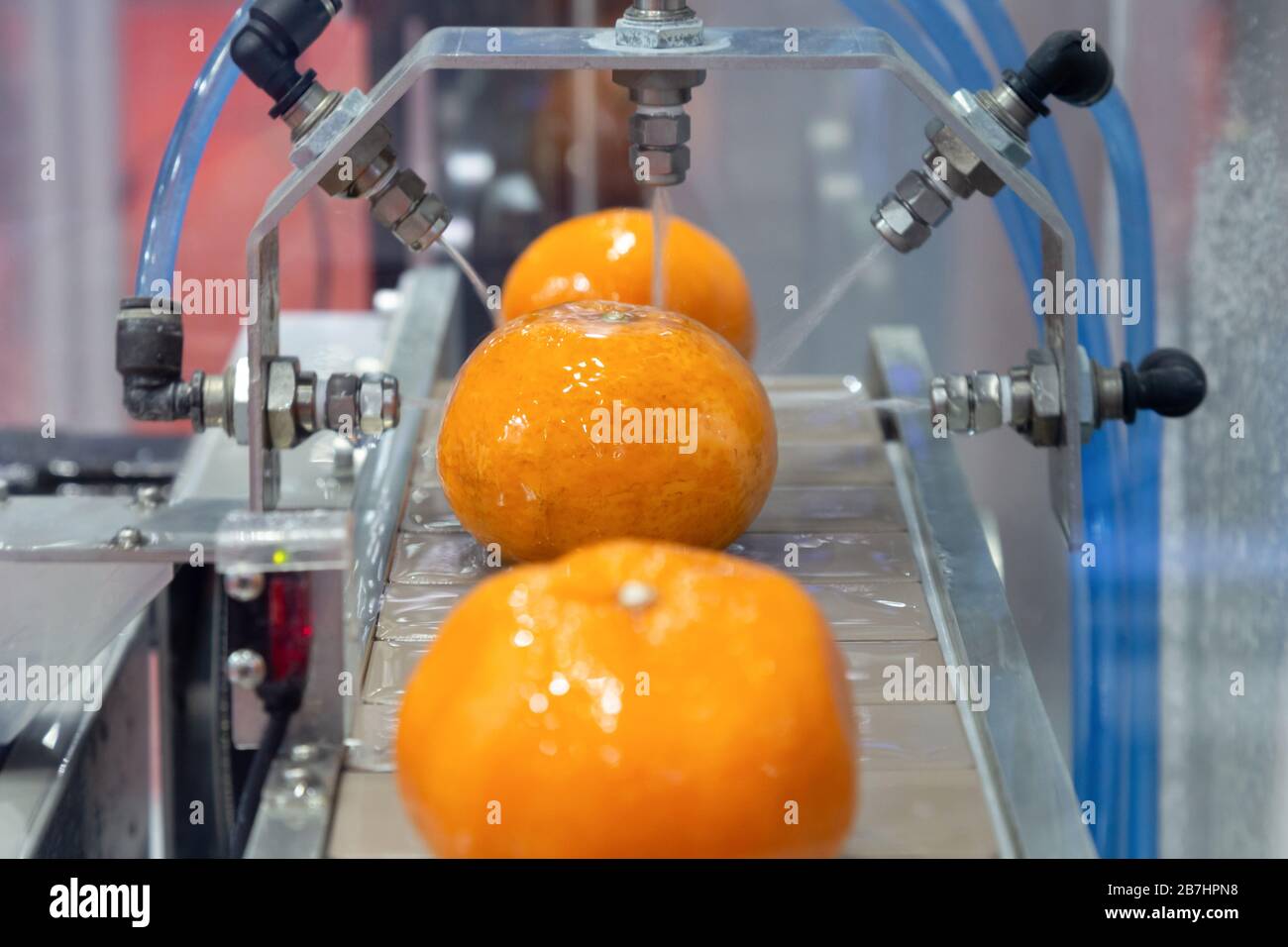 primo piano lavaggio agrumi arancio su nastro trasportatore a automazione frutta acqua spruzzatrice in linea di produzione di frutta produzione. agricoltura Foto Stock