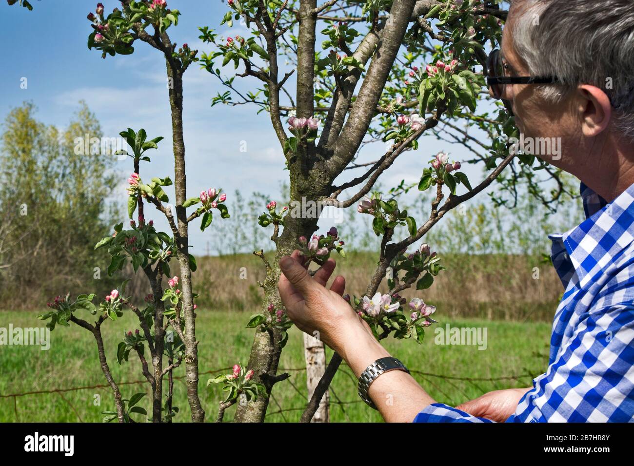 Coltivatore nel suo frutteto controllare la qualità di alberi da frutto in fiore. Foto Stock