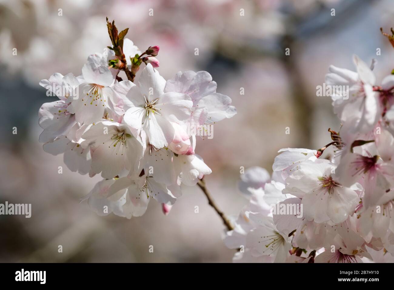 Fiore di Prunus incisa 'la Sposa, Fuji albero di ciliegio 'la Sposa', ciliegia 'la Sposa' all'inizio della primavera Foto Stock