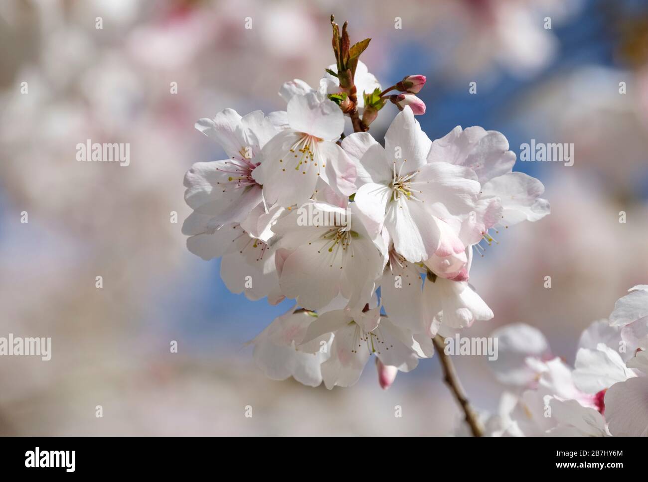 Fiore di Prunus incisa 'la Sposa, Fuji albero di ciliegio 'la Sposa', ciliegia 'la Sposa' all'inizio della primavera Foto Stock