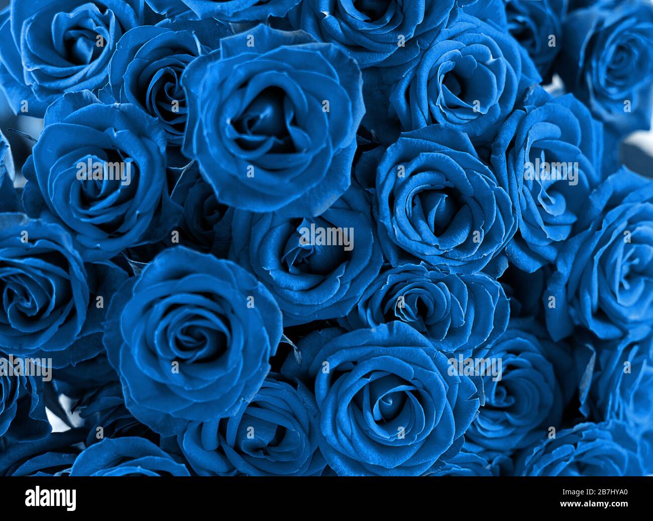 Classic Blue Vista ravvicinata delle rose naturali. Astratto classico sfondo blu, colore trendy concetto 2020. Foto Stock