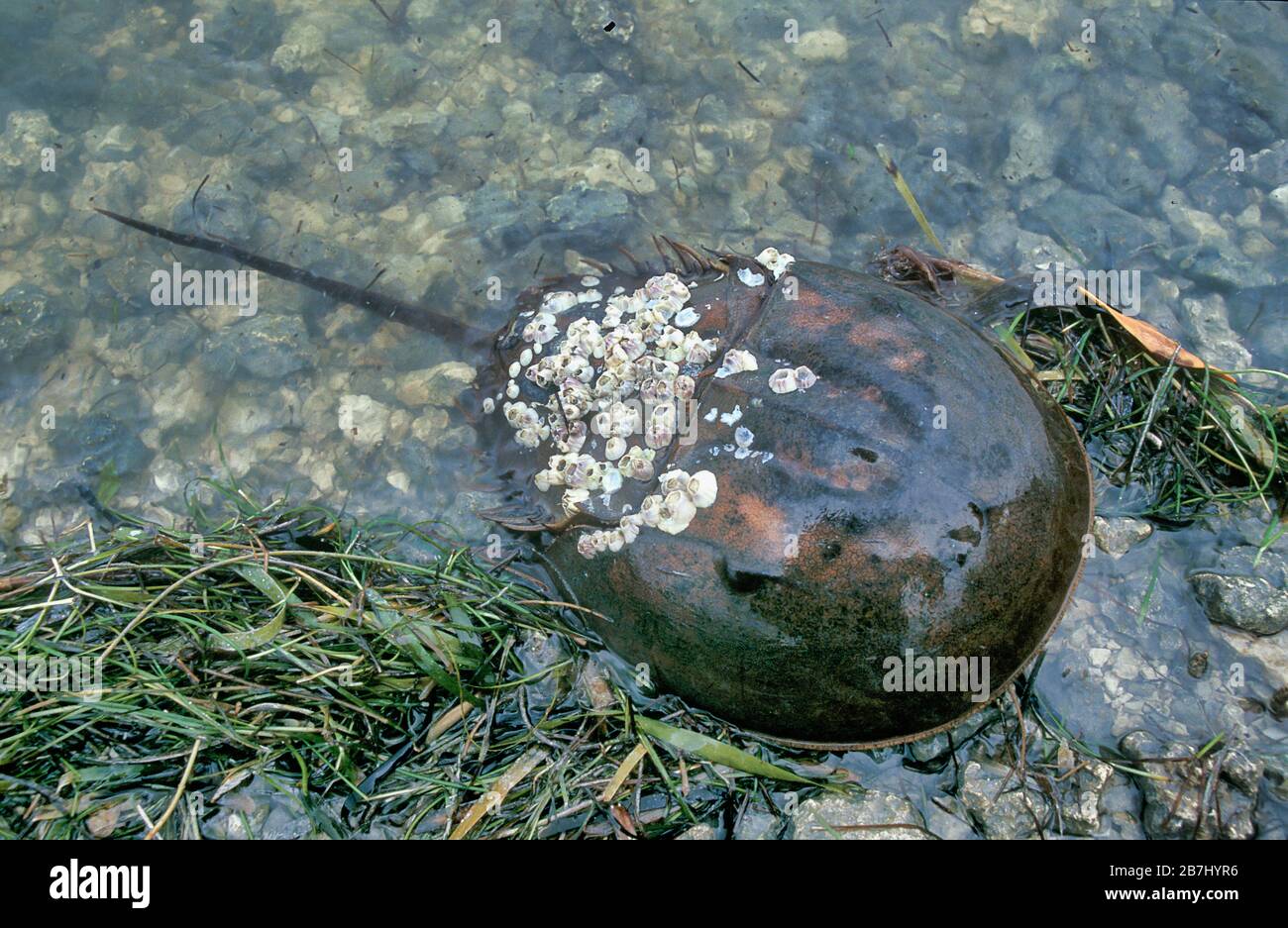 Horseshoe Crab, Limulus polyphemus, con i suoi barnacoli sulla sua conchiglia, Florida, USA Foto Stock