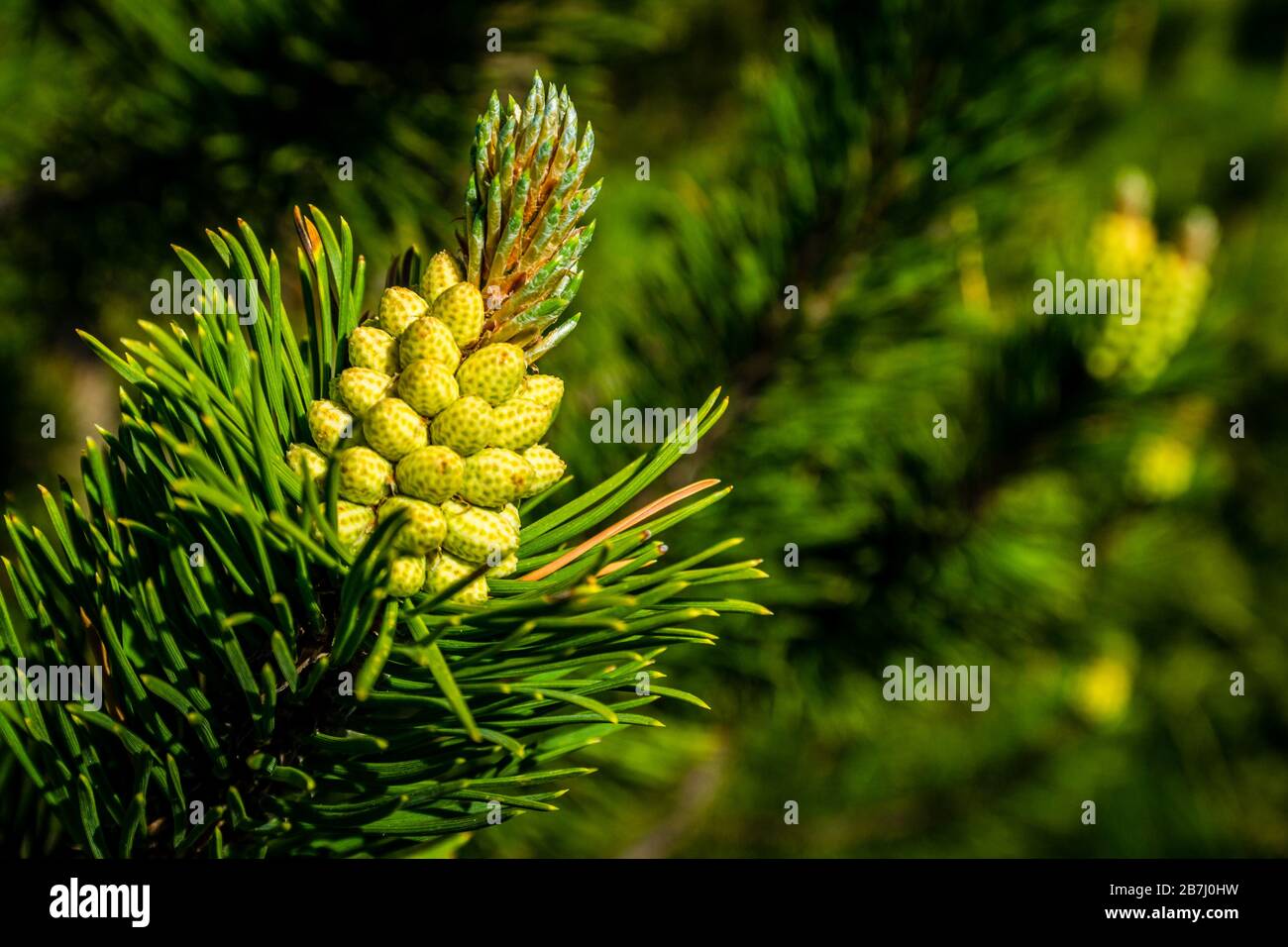 Primo piano di un ramo di pino. Foto Stock