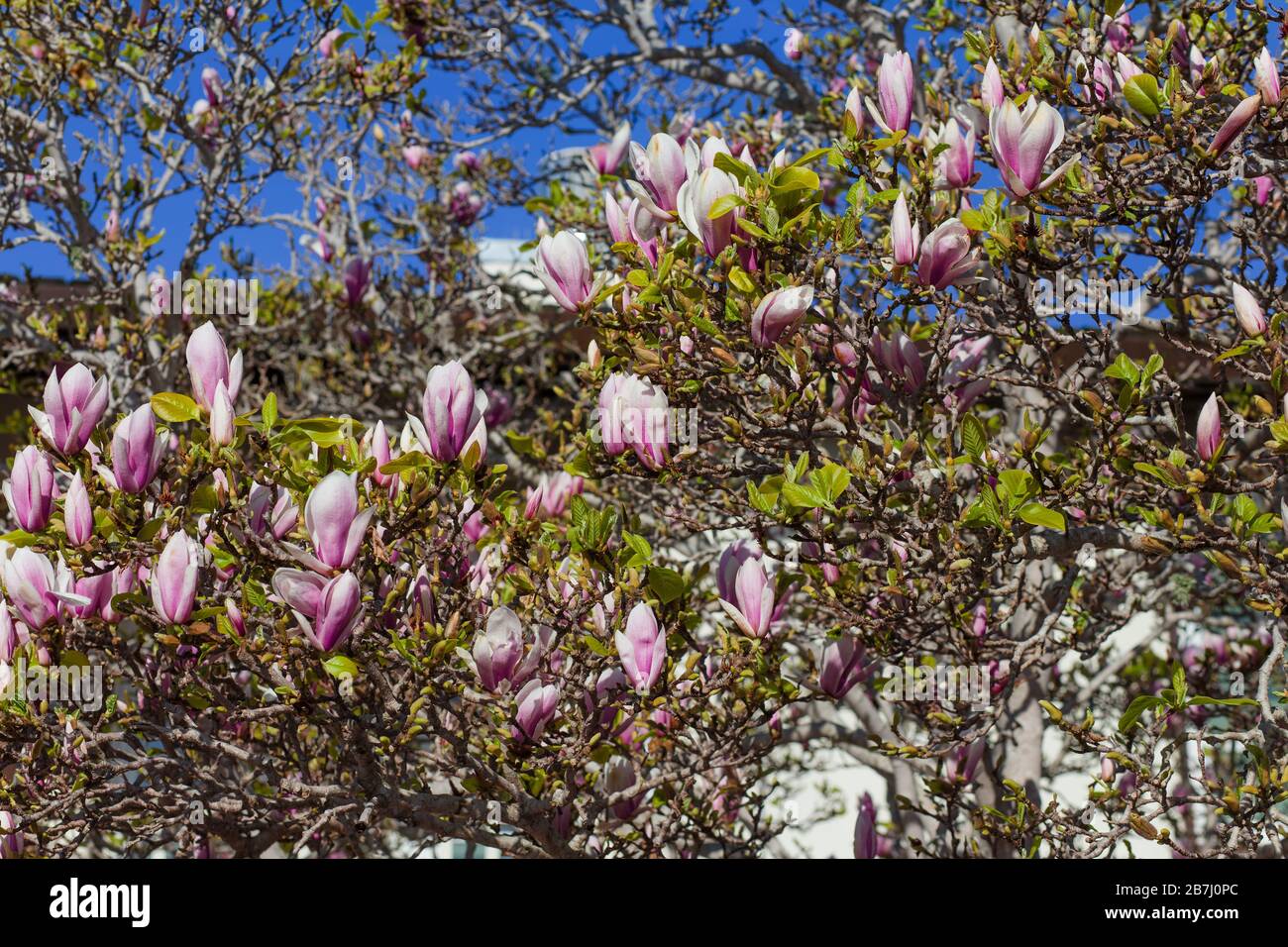 Gruppo di alberi di magnolia in fiore con fiori rosa con sfondo cielo blu,  a Monterey, California, Stati Uniti Foto stock - Alamy