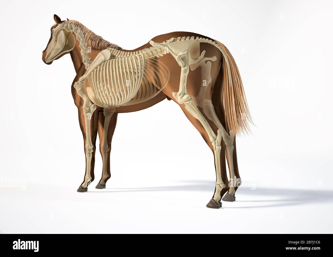 Anatomia del cavallo. Sistema scheletrico con effetto fantasma. Prospettiva posteriore - laterale su sfondo bianco. Tracciato di ritaglio incluso. Foto Stock