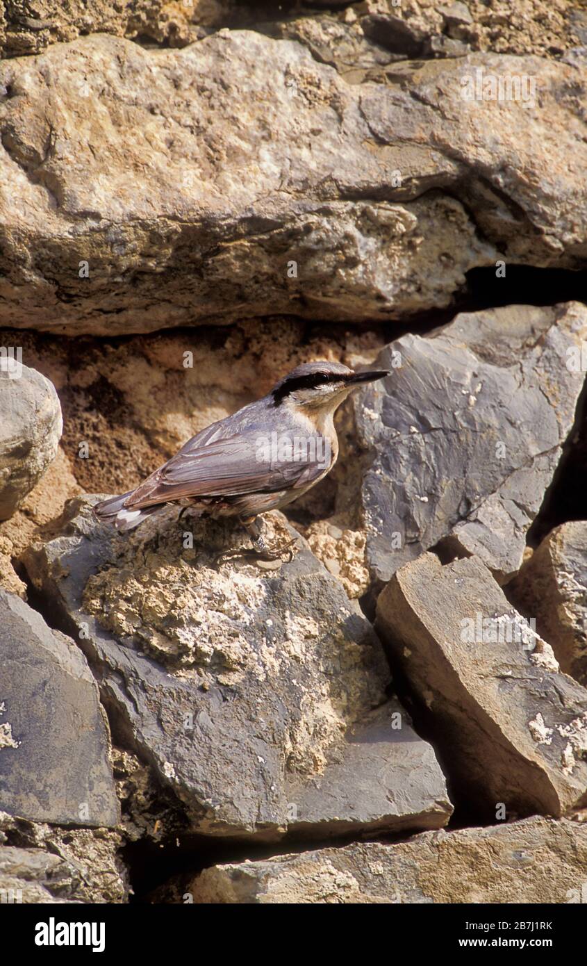 Western Rock Nuthatch, Sitta neumayer, Lesbo, Grecia, nutrirsi di giovani al nido a Rocks Foto Stock