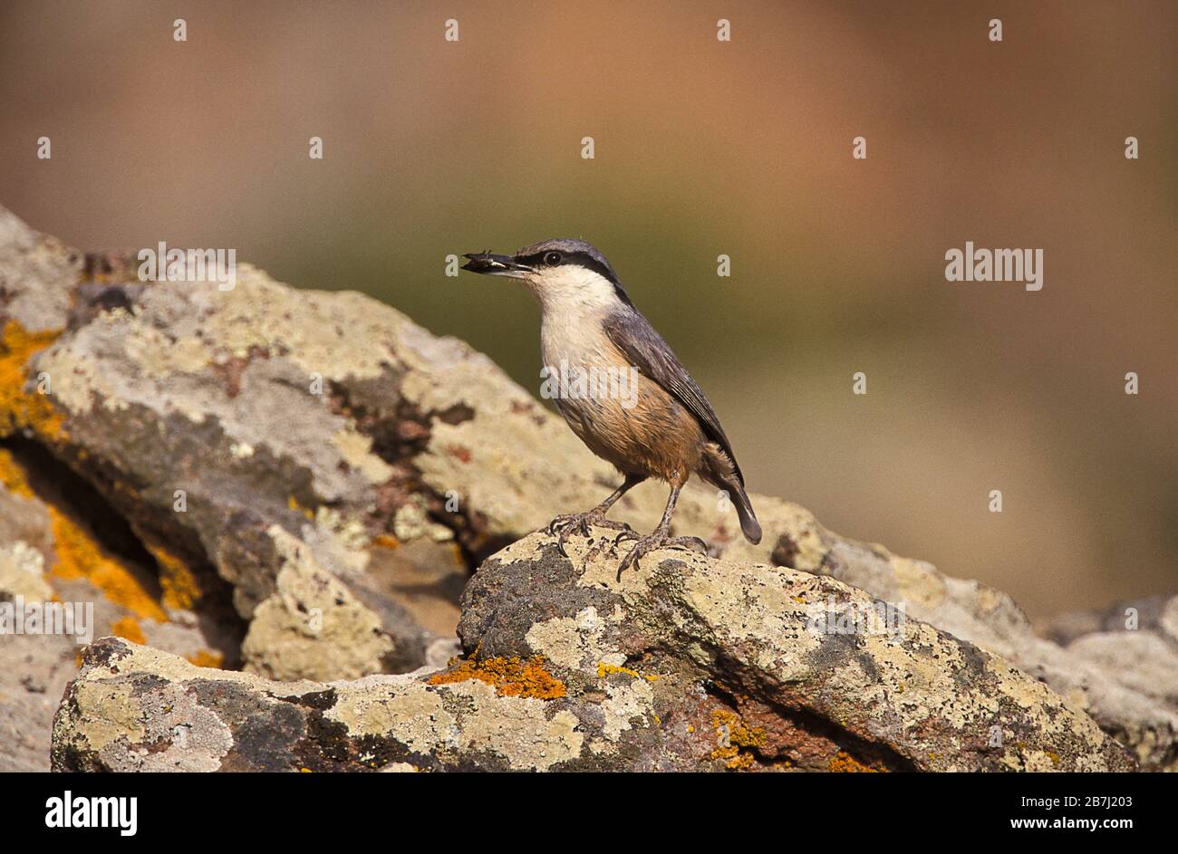 Western Rock Nuthatch, Sitta neumayer, Lesvos, Grecia, con le grubs in becco, nutrirsi giovani Foto Stock