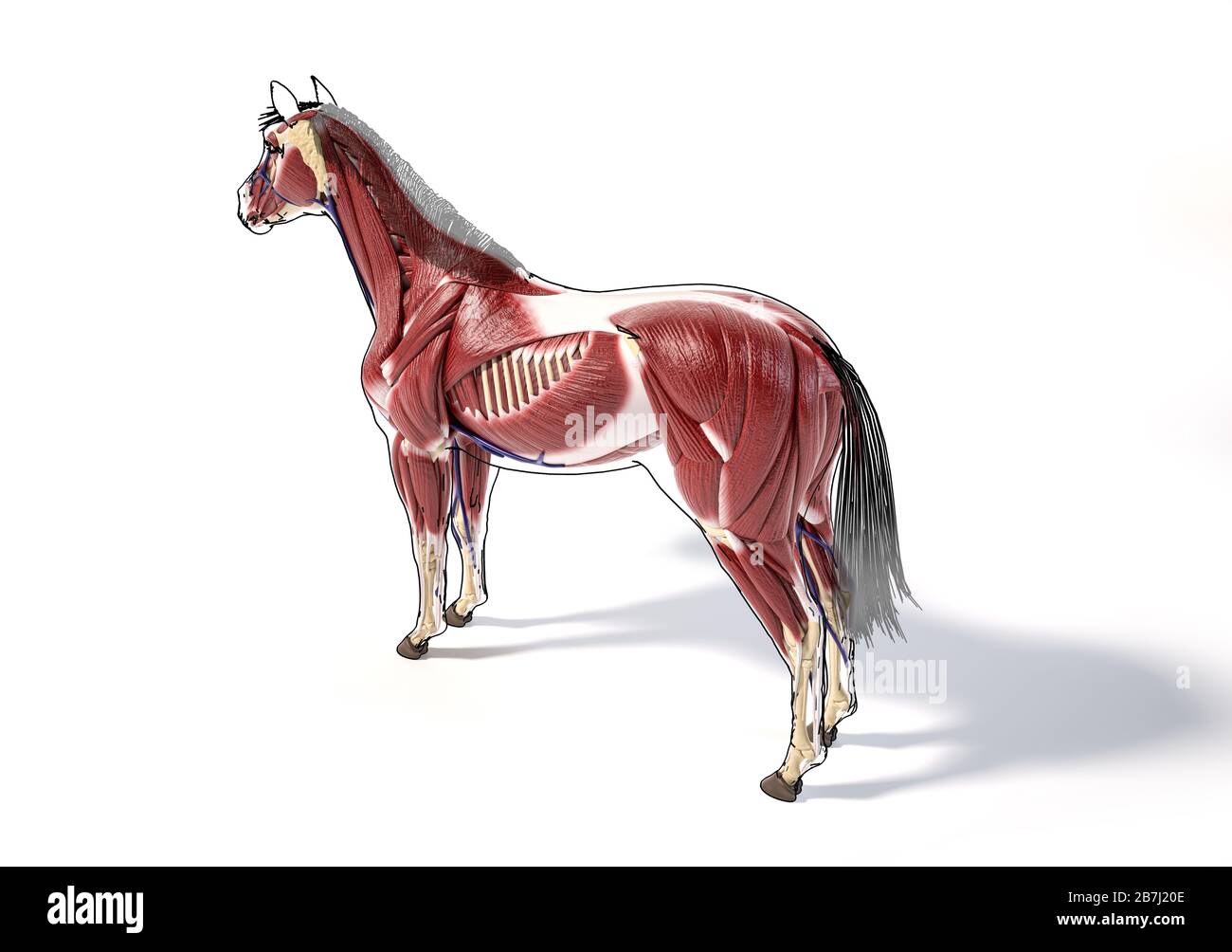 Anatomia del cavallo. Sistema muscolare con contorno nero. Posteriore - vista laterale della prospettiva degli uccelli su sfondo bianco. Tracciato di ritaglio incluso. Foto Stock