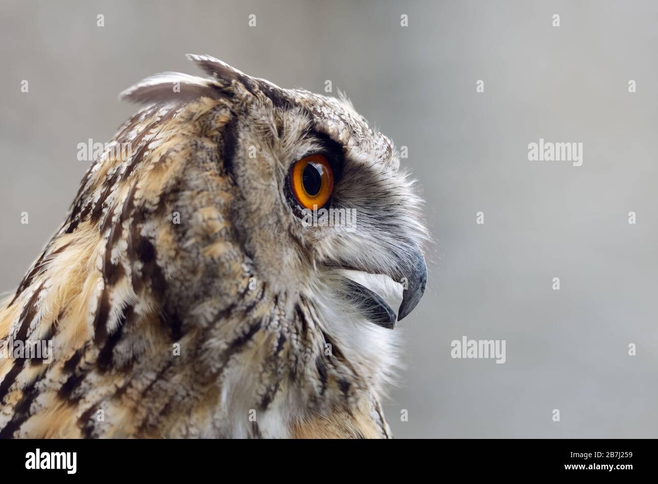 Eagle Owl ( Bubo bubo ), Eagle-Owl eurasiatica, chiamata anche Northern Eagle Owl o European Eagle-Owl, adulto, chiamata, vista laterale, Europa. Foto Stock