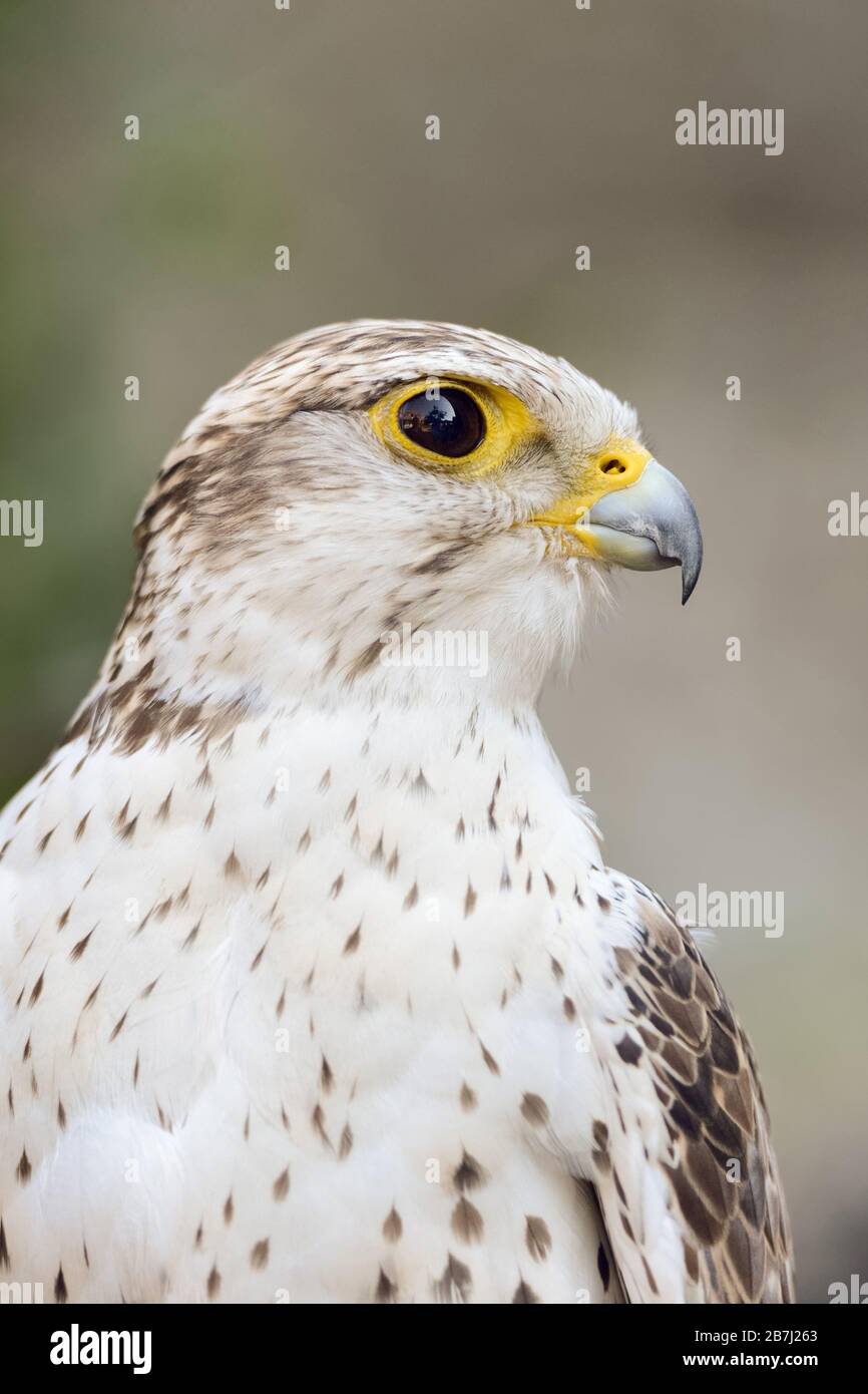 SAKER Falcon ( Falco cherrug ), testa, uccello falconoso molto apprezzato, allevamento dall'Europa centrale verso est attraverso l'Asia fino alla Manciuria. Foto Stock