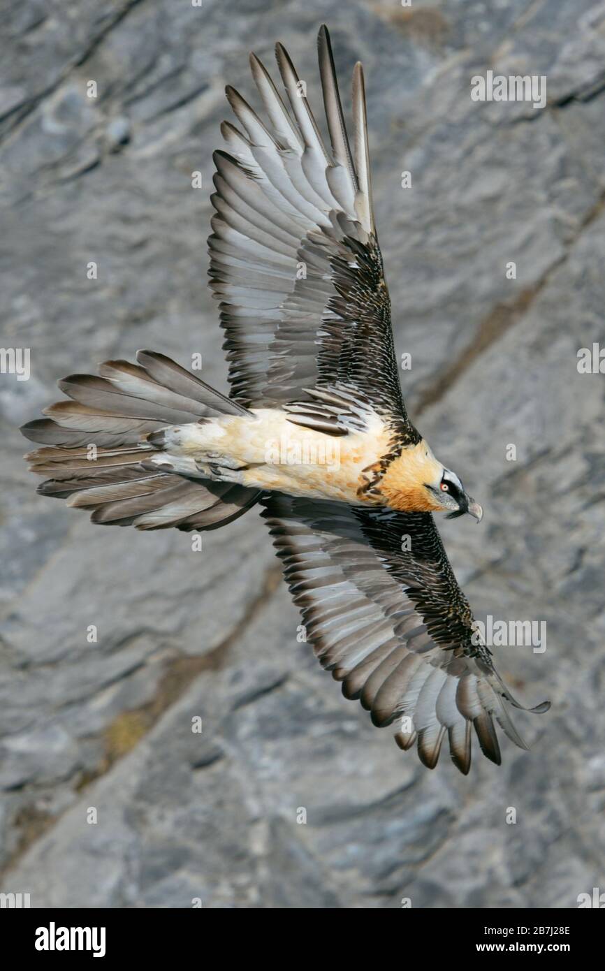 Vulture barbuto / Lammergeier ( Gipaetus barbatus ), ossifrage, in volo, volo, scivolando di fronte a una ripida scogliera di montagna, alpi svizzere, fauna selvatica. Foto Stock