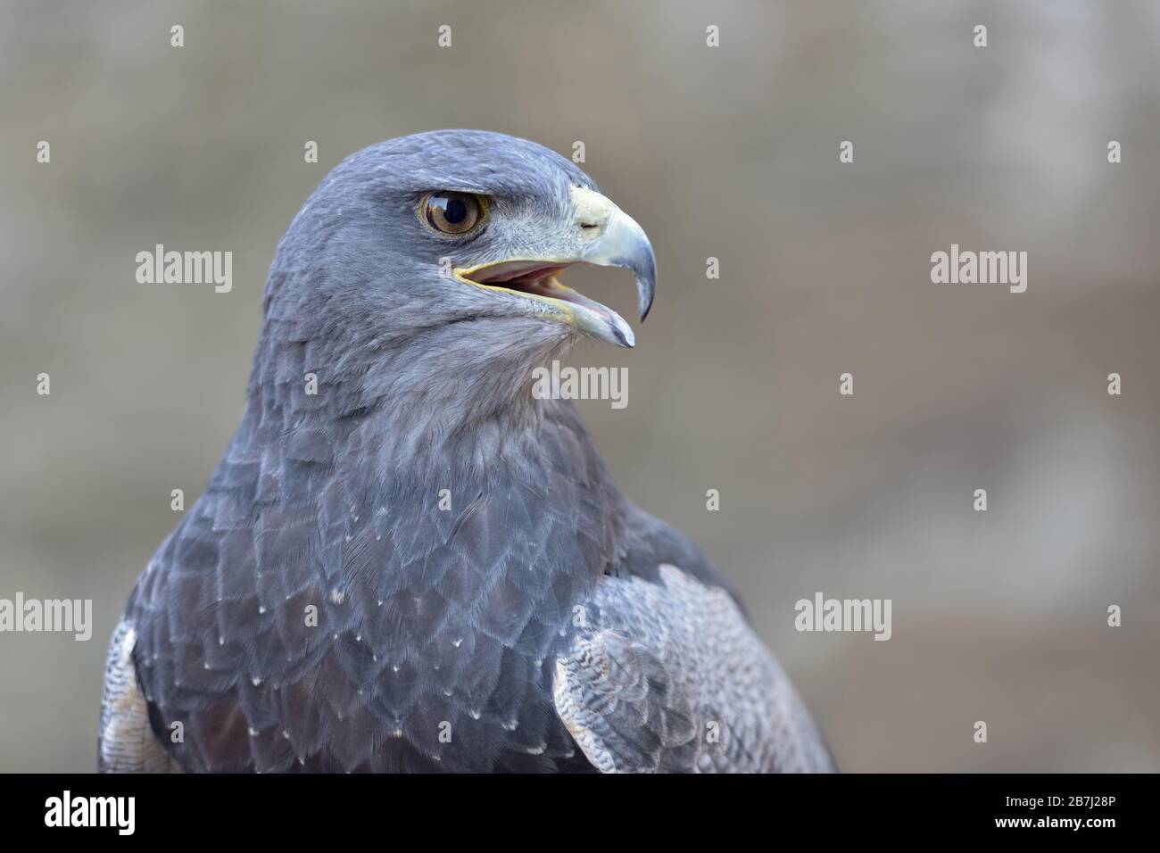 Buzzard-Eagle (Geranoaetus melanoleucus), uccellino, chiamata, uccello della preda della famiglia dei falchi e delle aquile, Ande, Sud America. Foto Stock