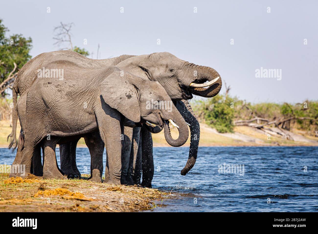 Elefanti dalla striscia di Caprivi - Bwabwata, Kwando, Parco Nazionale di Mudumu - Namibia Foto Stock