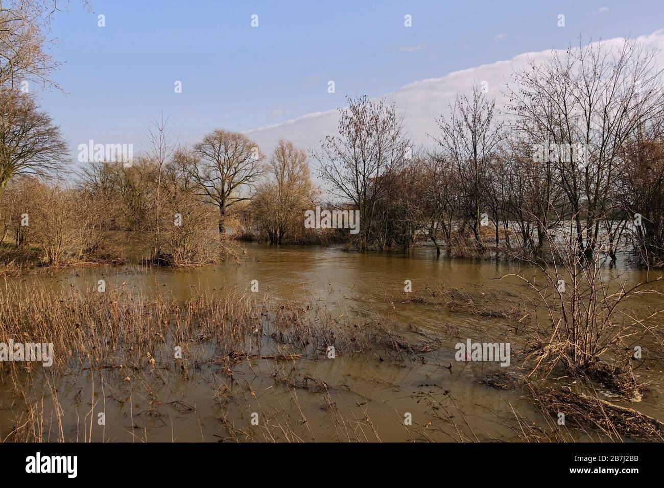 Alberi parzialmente sommersi circondati da acque alluvionali sul fiume Reno vicino a Düsseldorf, Colonia, zona del basso Reno, Germania. Foto Stock
