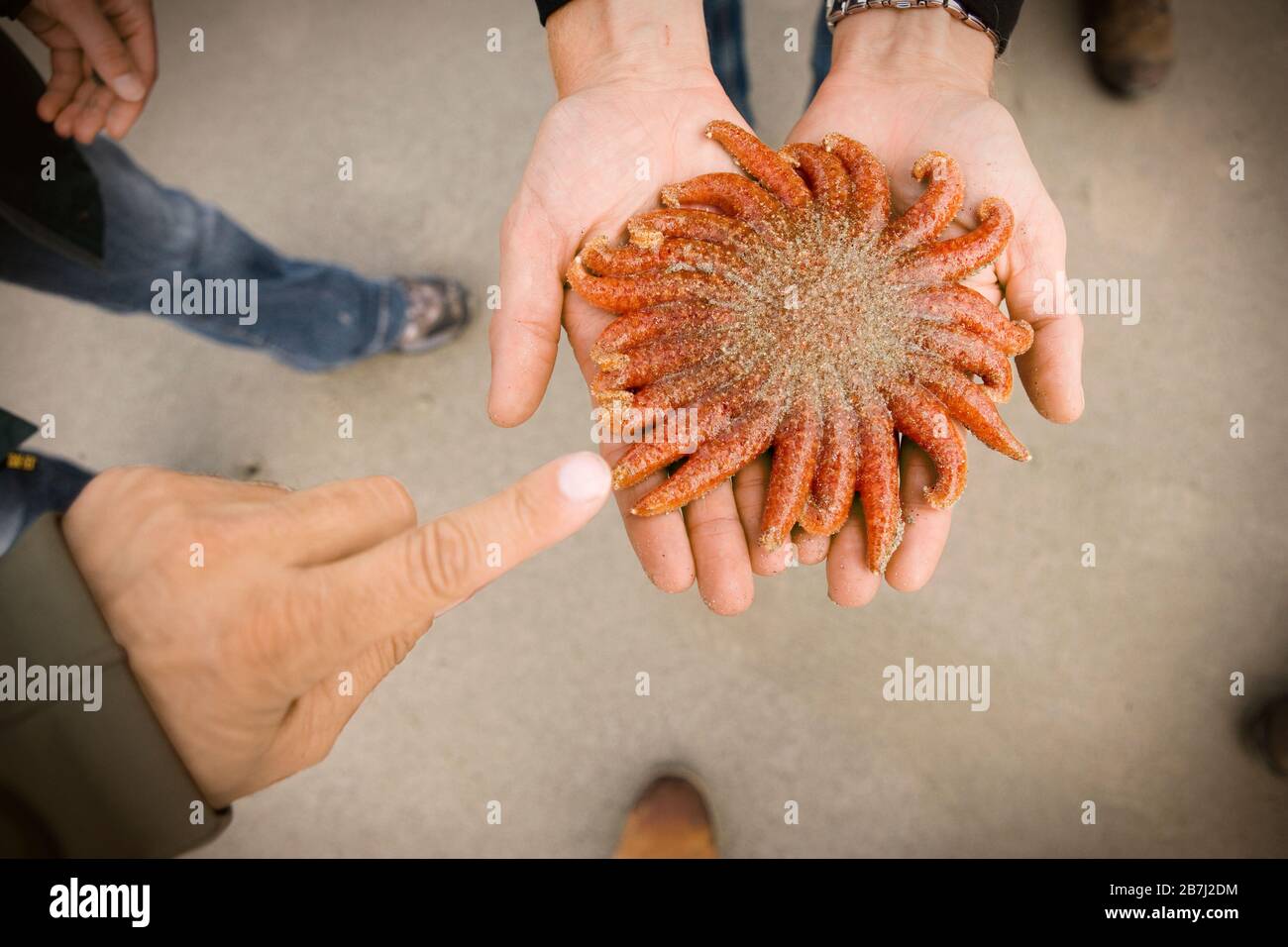 Mani che tengono un animale marino arancione. Foto Stock