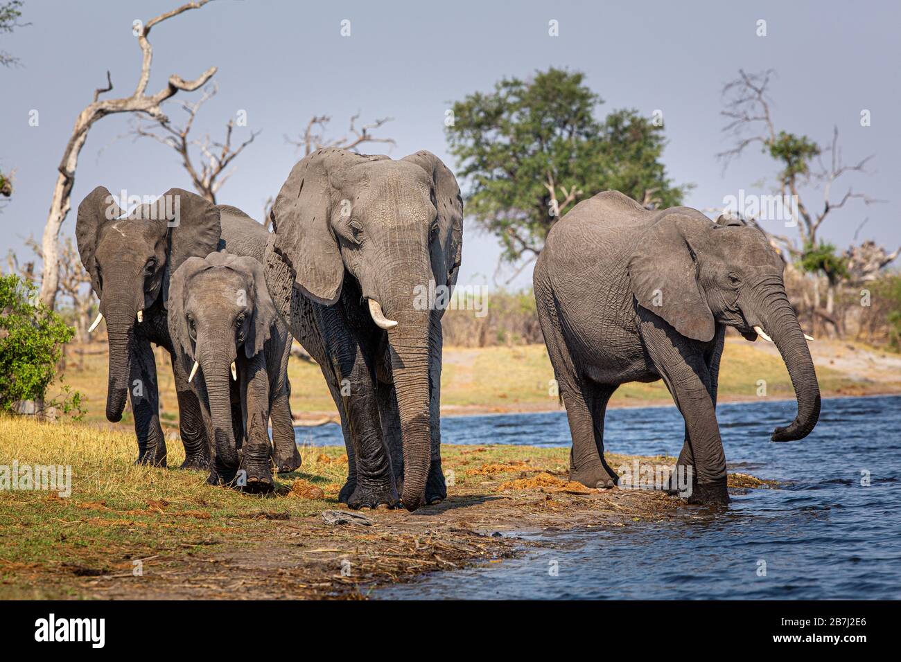 Elefanti dalla striscia di Caprivi - Bwabwata, Kwando, Parco Nazionale di Mudumu - Namibia Foto Stock