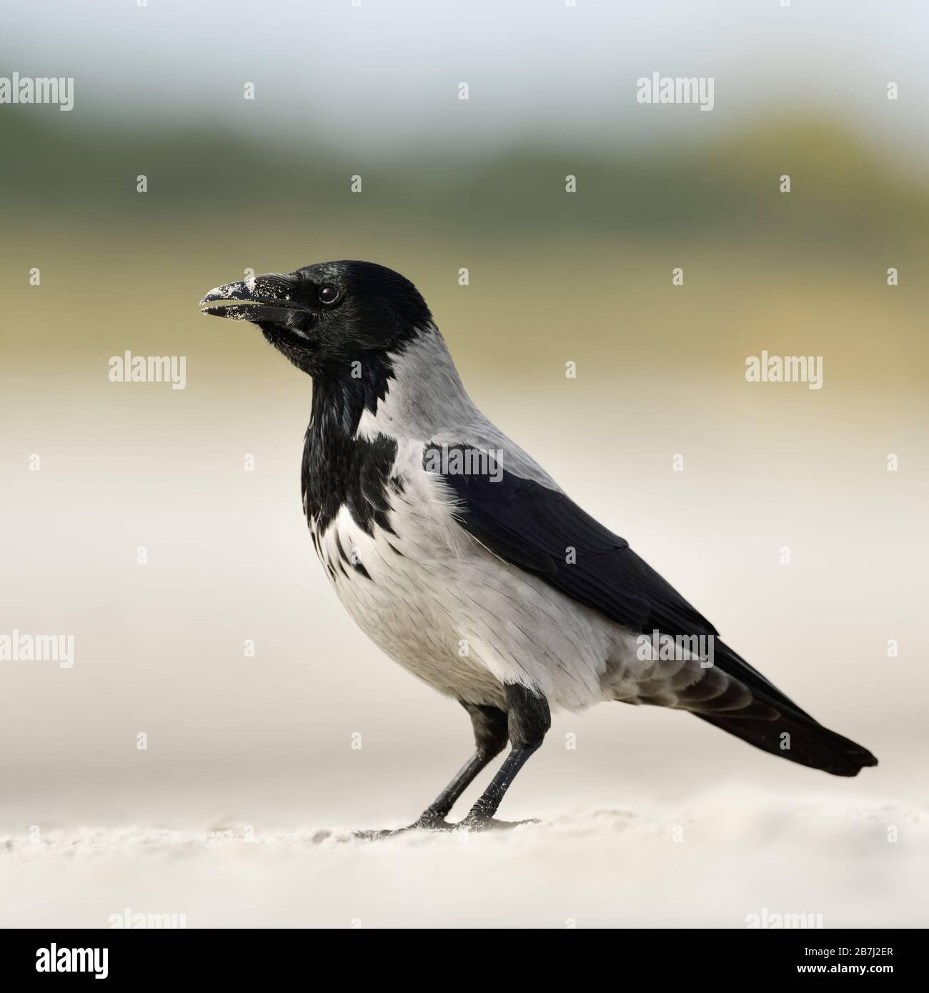Hoodiecrow ( Corvus cornix ), seduto su di una spiaggia di sabbia, la chiamata, la vista laterale e la fauna selvatica, l'Europa. Foto Stock