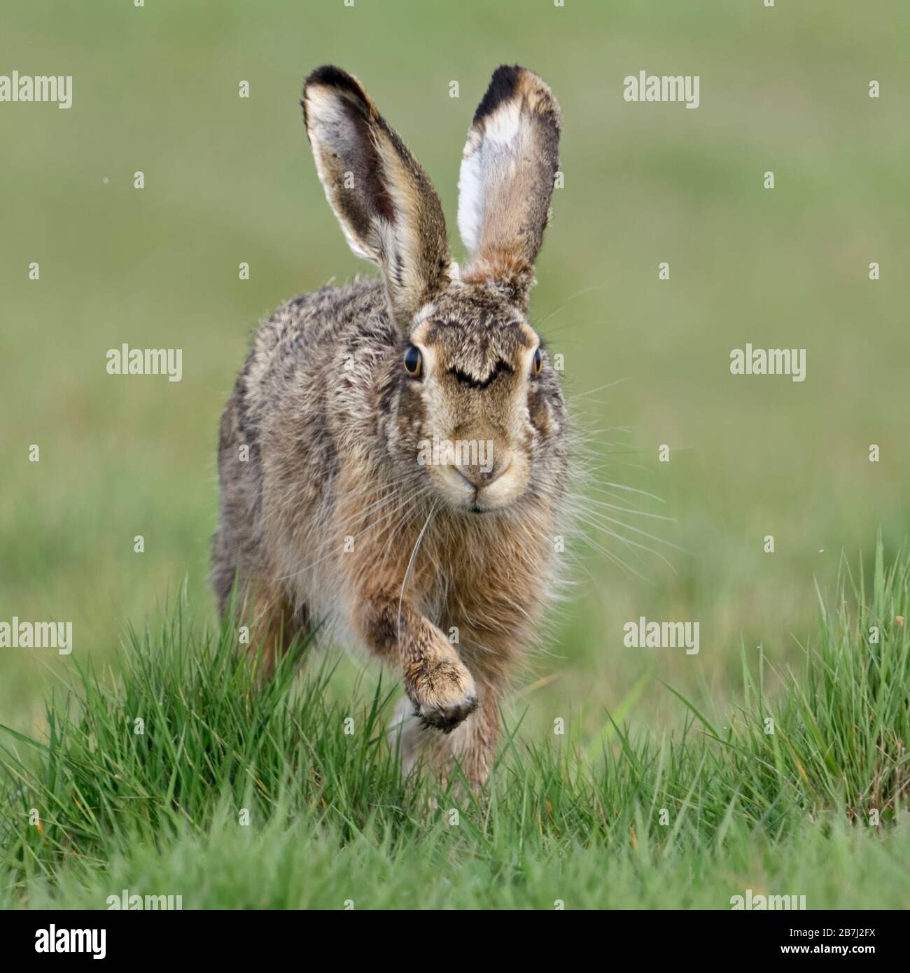 Brown Lepre / Europea Lepre / Feldhase ( Lepus europaeus ) in esecuzione attraverso un prato direttamente verso la telecamera, Scatto frontale, la fauna selvatica, l'Europa. Foto Stock