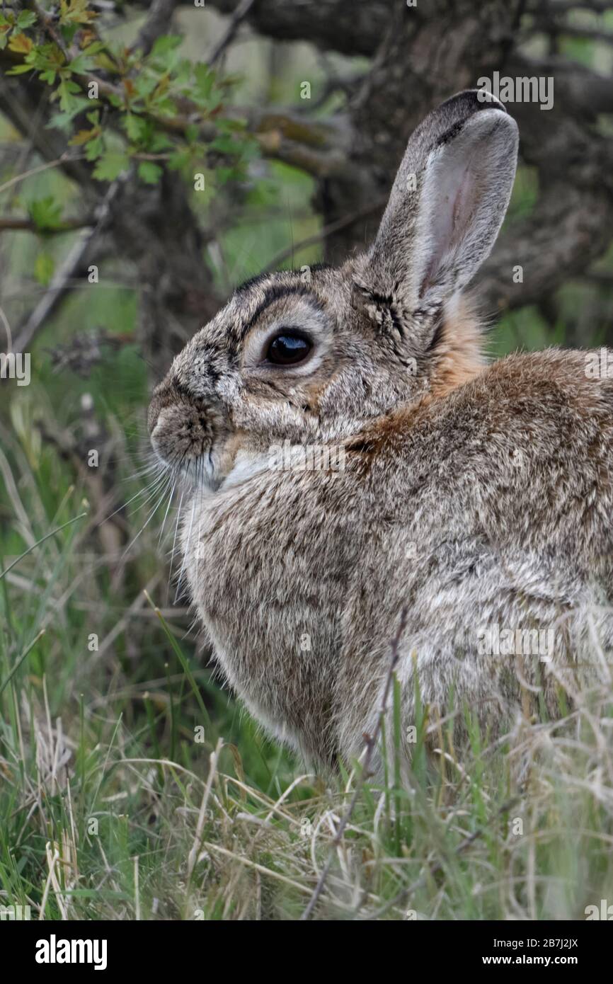 / Coniglio Coniglio europeo / ( Wildkaninchen oryctolagus cuniculus ), adulto, seduta, riposo, nascondendosi sotto bush, vista laterale, la fauna selvatica, l'Europa. Foto Stock