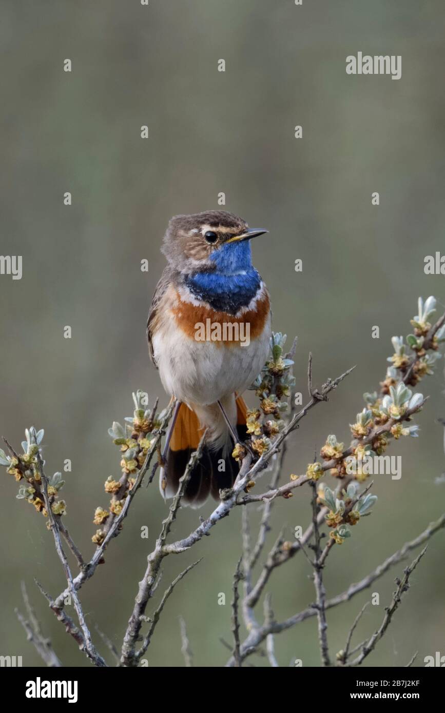 Pettazzurro / Blaukehlchen ( Luscinia svecica ) adulto bianco maschio maculato, appollaiato su seabuckthorn, guardare il comportamento territoriale, della fauna selvatica, l'Europa. Foto Stock