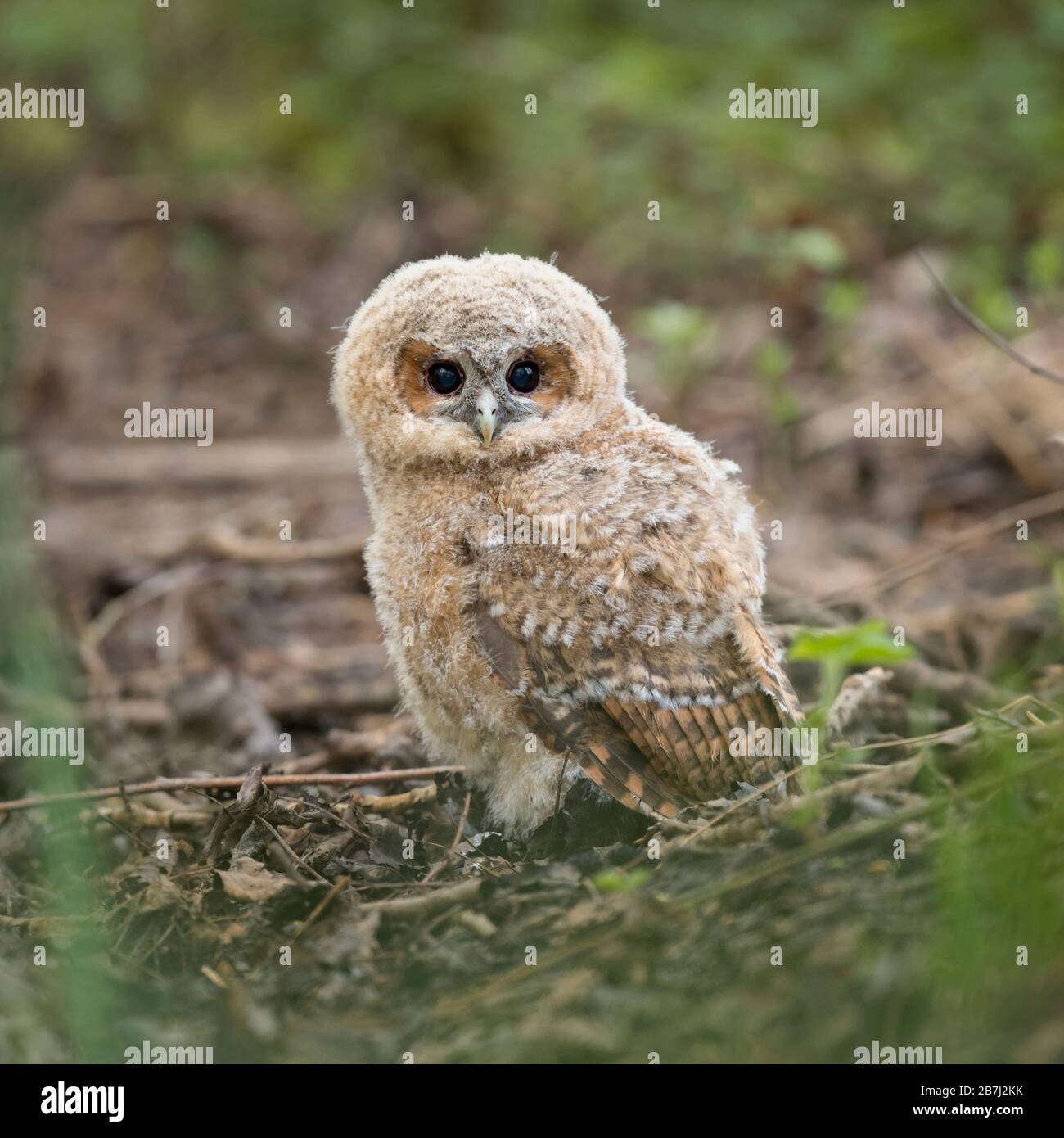 Allocco (Strix aluco ), giovane pulcino, owlet, lasciato il suo nido, seduto a terra nei boschi, in una situazione tipica, la fauna selvatica, l'Europa. Foto Stock