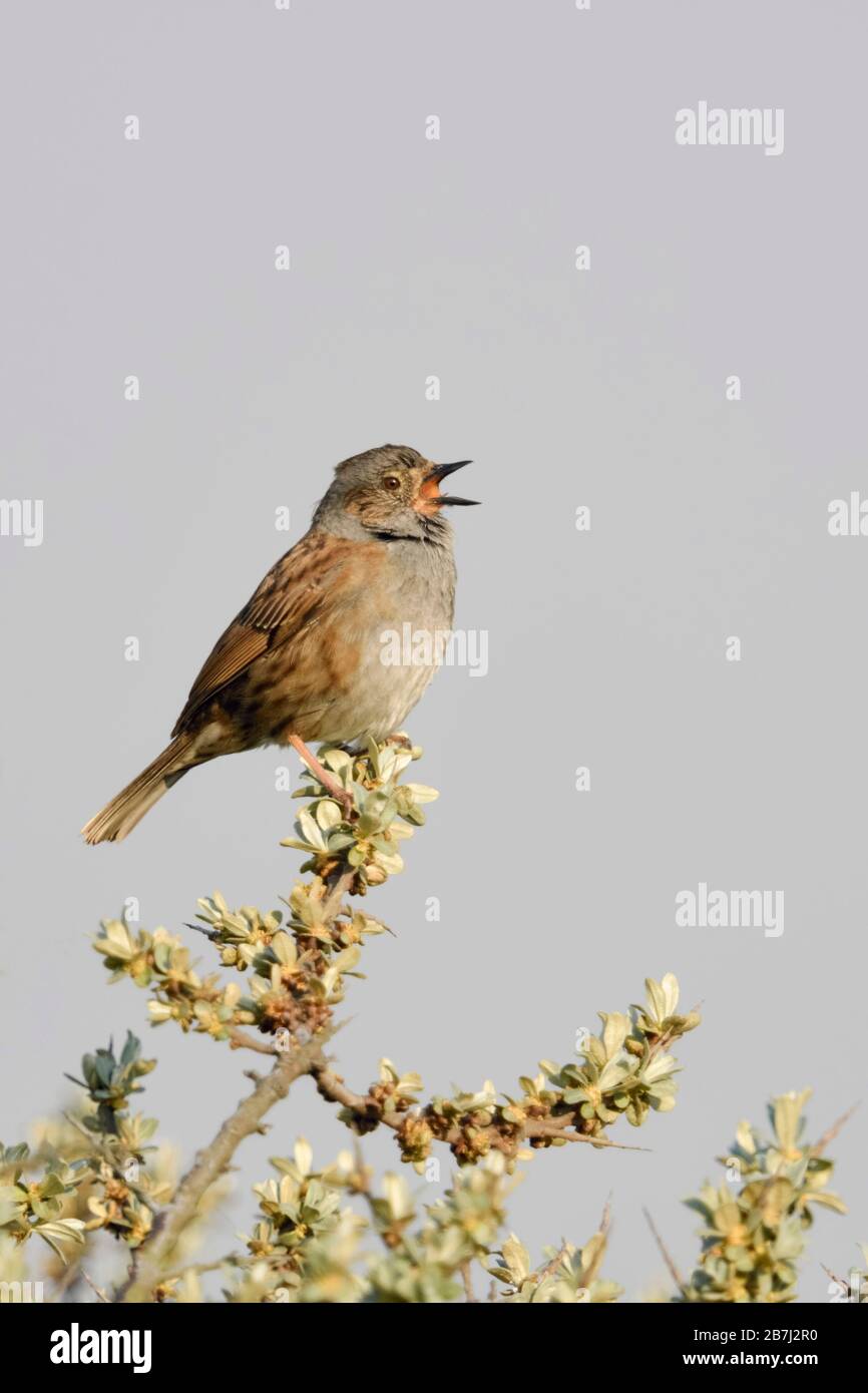Dunnock / Heckenbraunelle ( Prunella modularis ) , canzone bird, arroccato sulla cima di seabuckthorn, cantando in primavera, corteggiare, fauna selvatica, l'Europa. Foto Stock