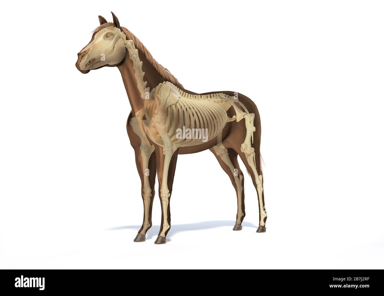 Anatomia del cavallo. Sistema scheletrico con effetto fantasma. Frontale - prospettiva laterale su sfondo bianco. Tracciato di ritaglio incluso. Foto Stock