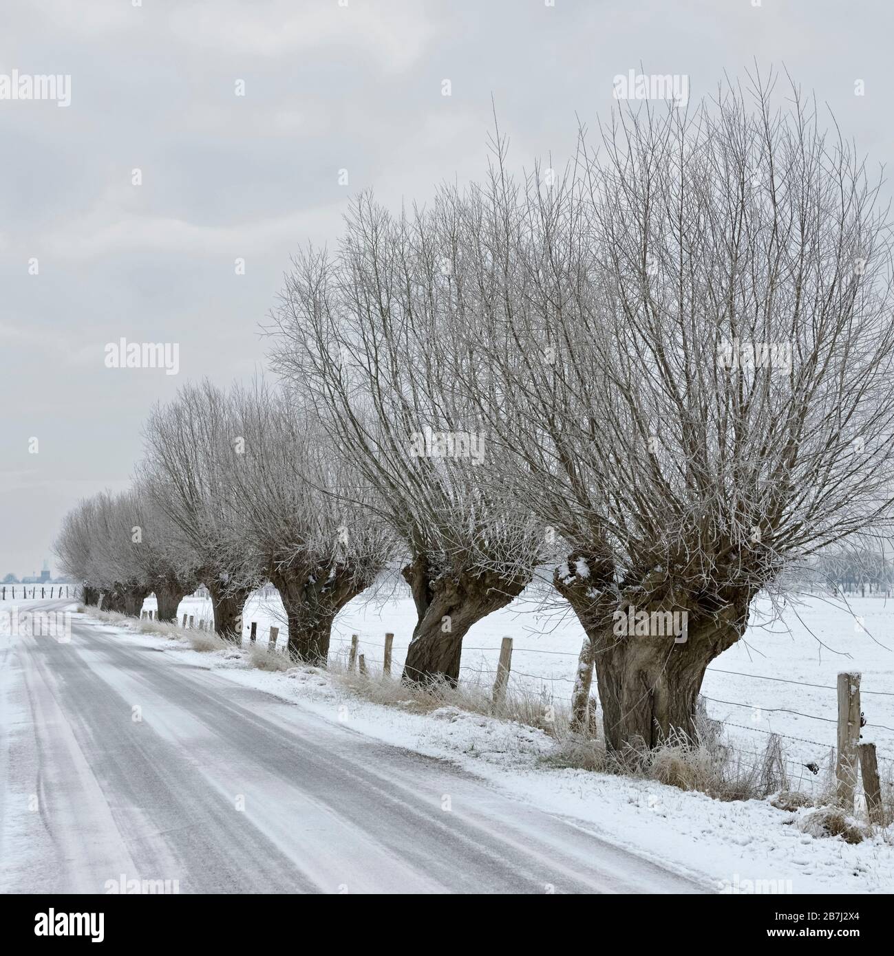 Pollard salici ( Salix sp. ) Lungo una strada a Bislicher Insel / Bislicher isola, coperta di neve terreni agricoli, la regione del Basso Reno, North Rhine Westfalia, Ge Foto Stock